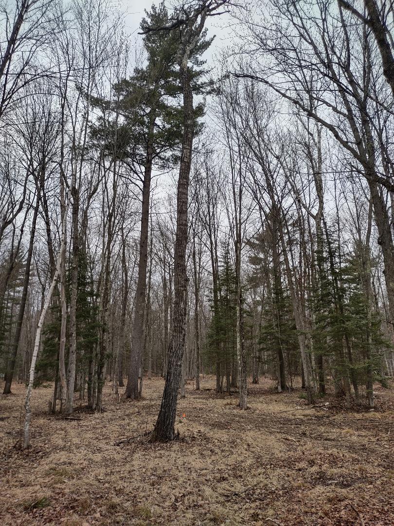 Lot 1 XXX Blaisziks Bay Lane, Hayward, Wisconsin image 1