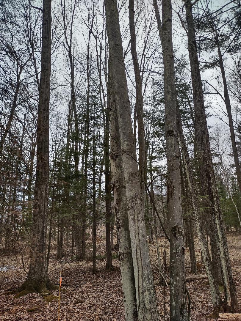 Lot 1 XXX Blaisziks Bay Lane, Hayward, Wisconsin image 8