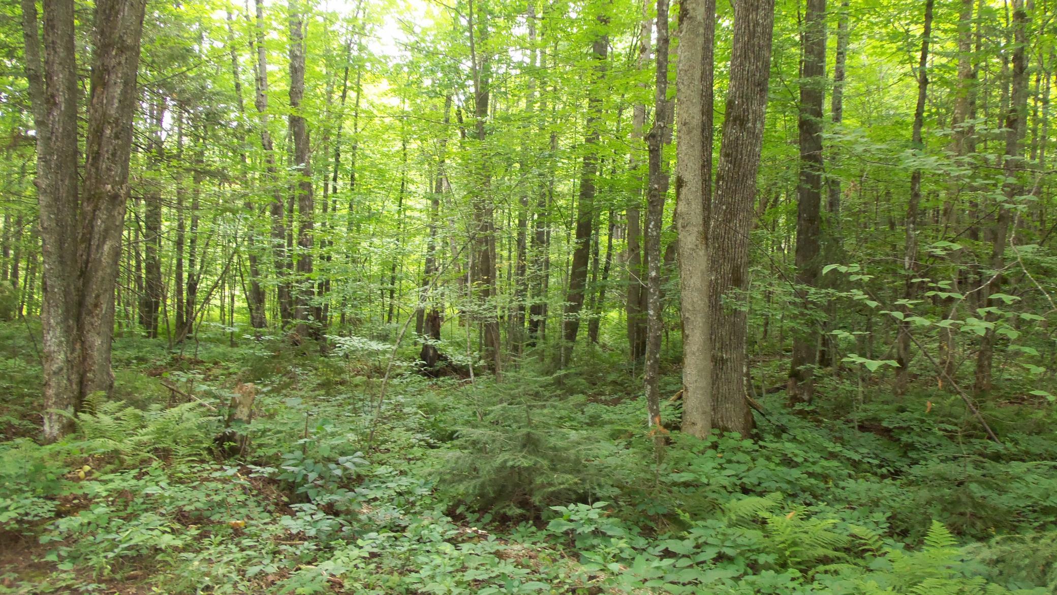 90 Acres Kornstead Rd, Mellen, Wisconsin image 7