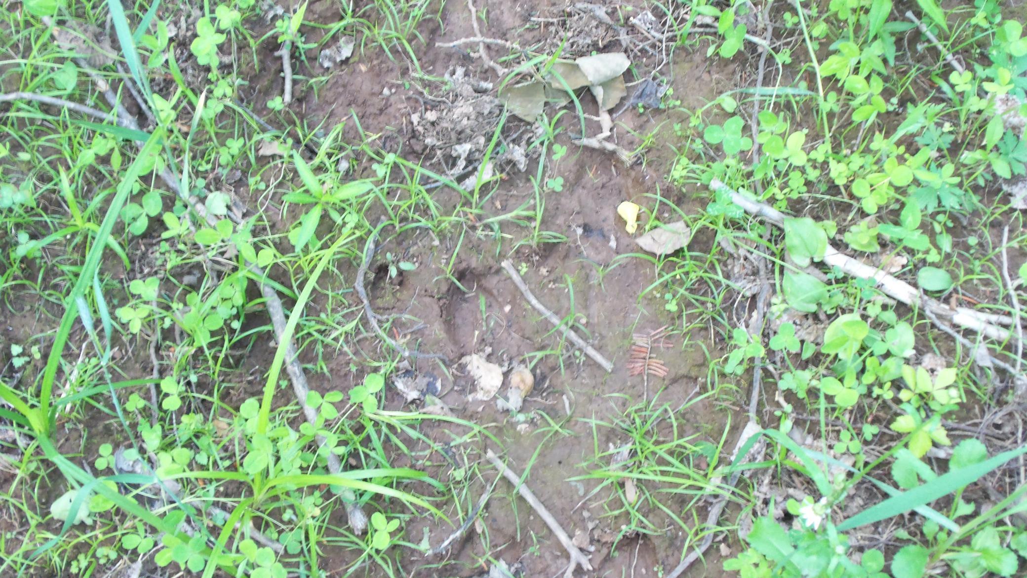90 Acres Kornstead Rd, Mellen, Wisconsin image 13