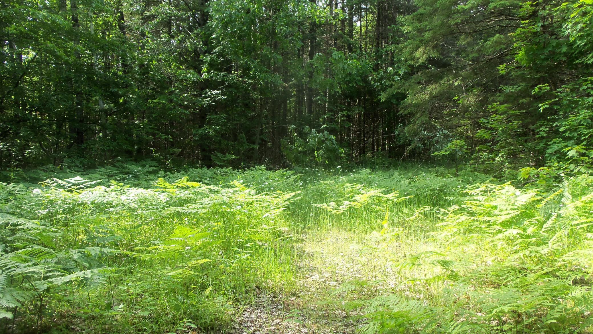 90 Acres Kornstead Rd, Mellen, Wisconsin image 18