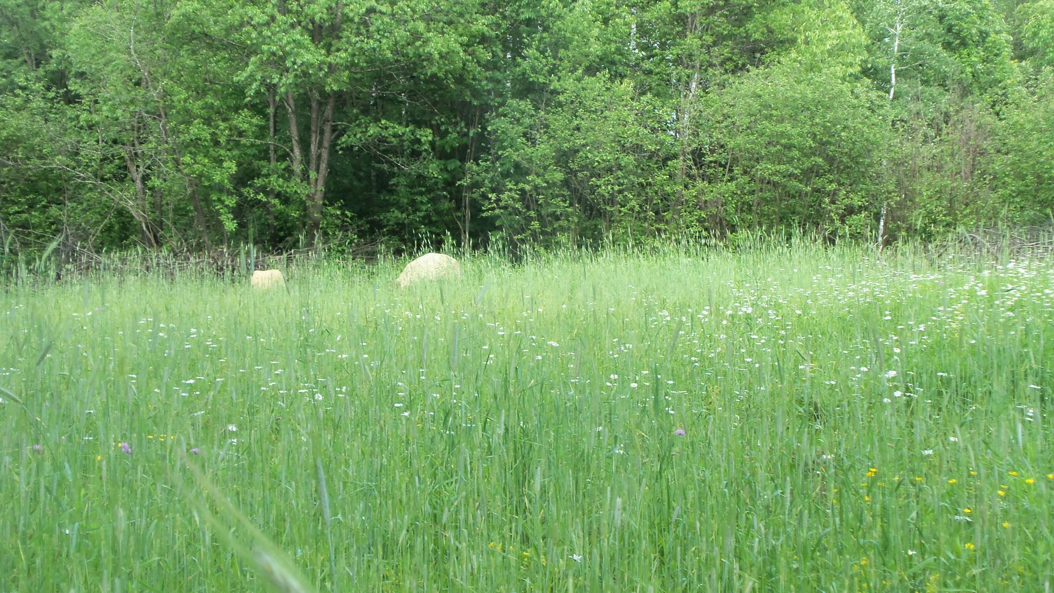 90 Acres Kornstead Rd, Mellen, Wisconsin image 12