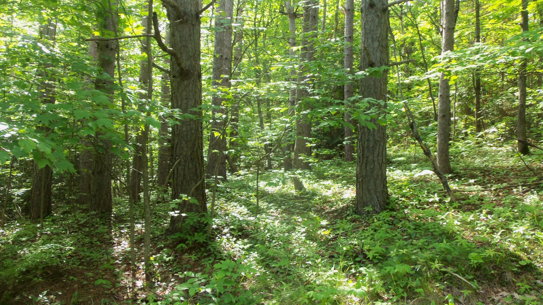 90 Acres Kornstead Rd, Mellen, Wisconsin image 35