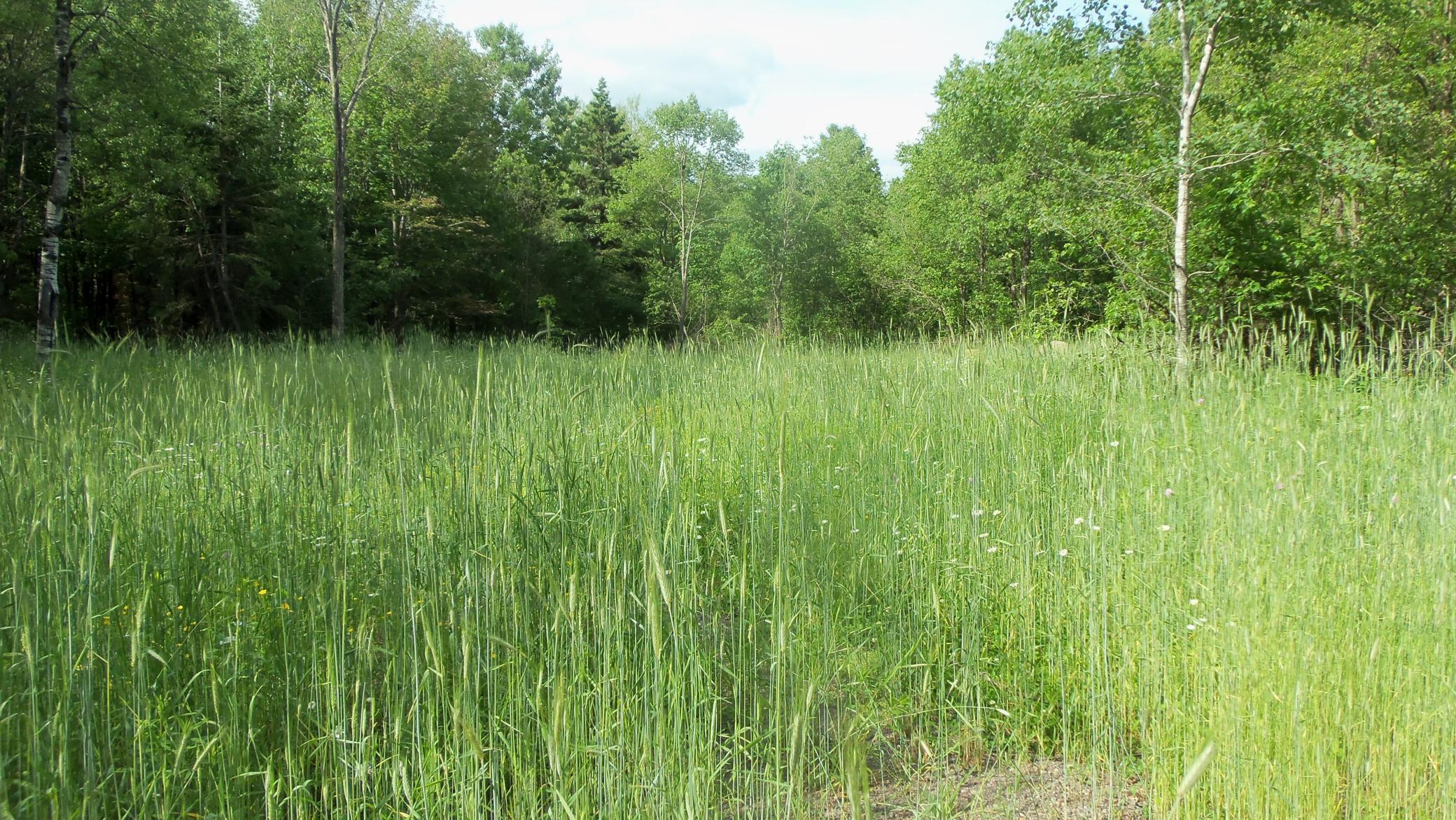 90 Acres Kornstead Rd, Mellen, Wisconsin image 20