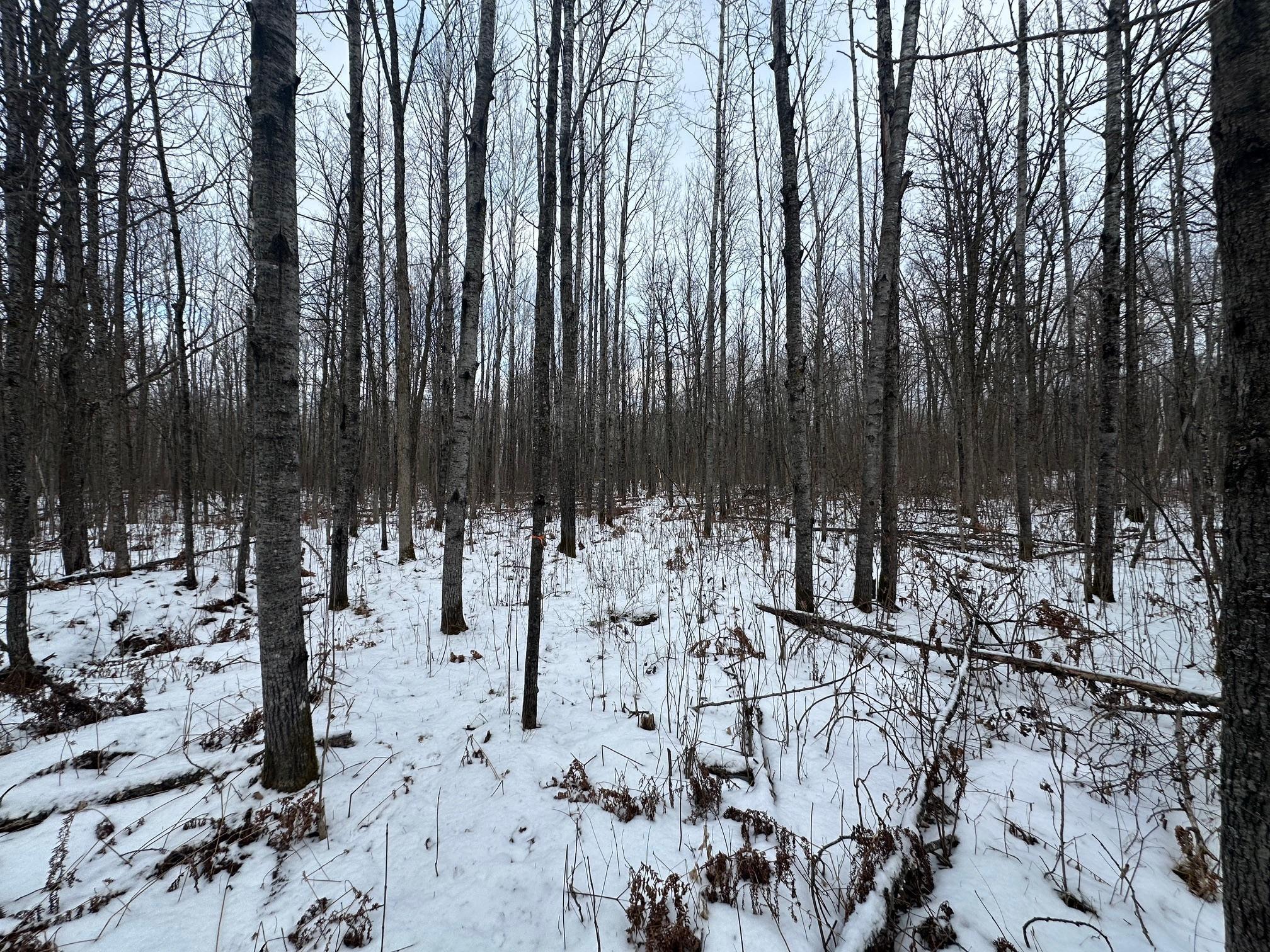 XX Old Grade Road, Pine River, Minnesota image 19