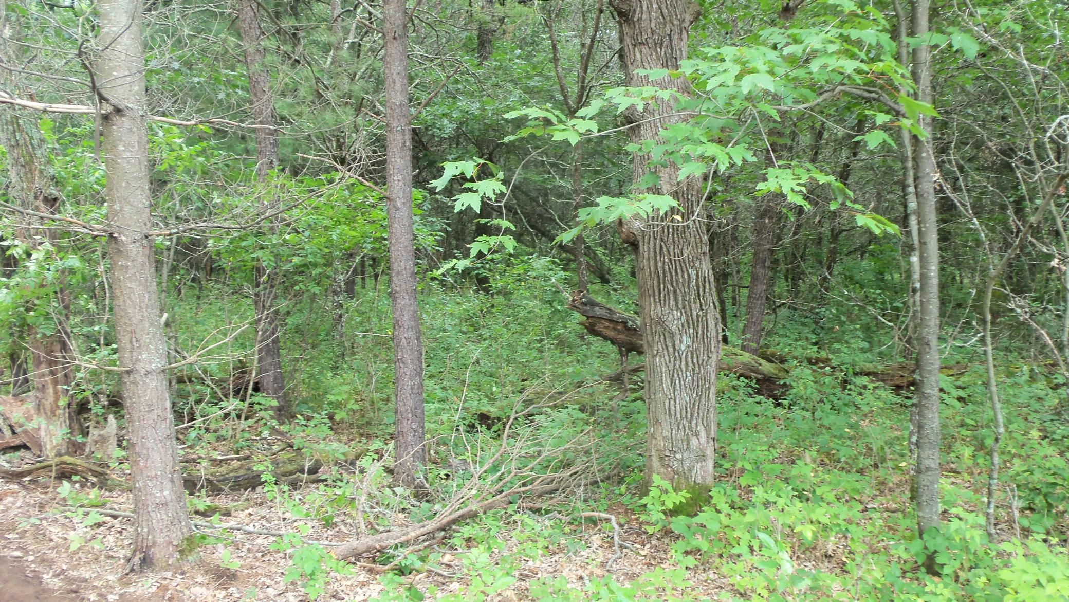 Lot 3 Bur Oak Trl, Grantsburg, Wisconsin image 3