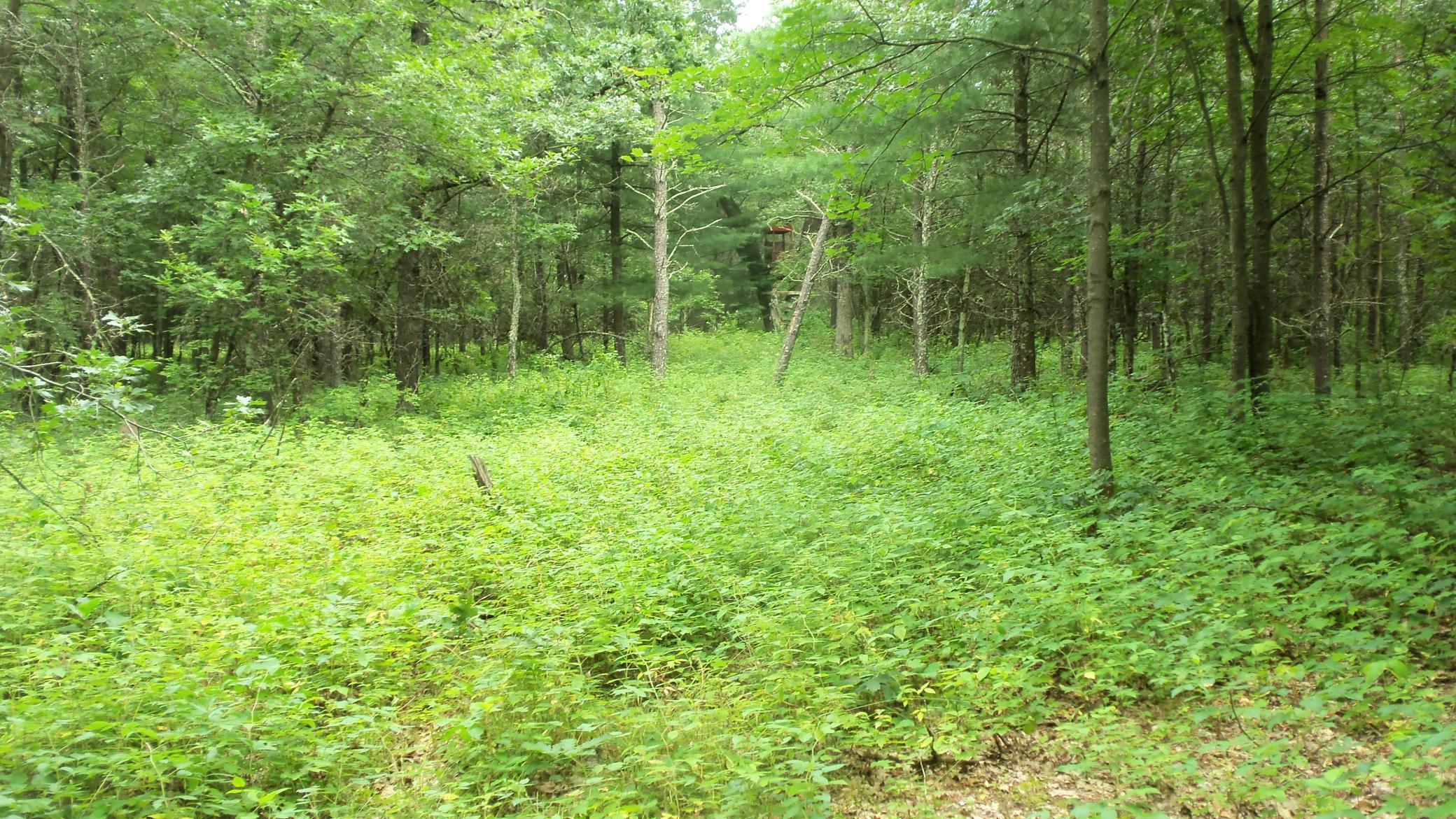 Lot 3 Bur Oak Trl, Grantsburg, Wisconsin image 6