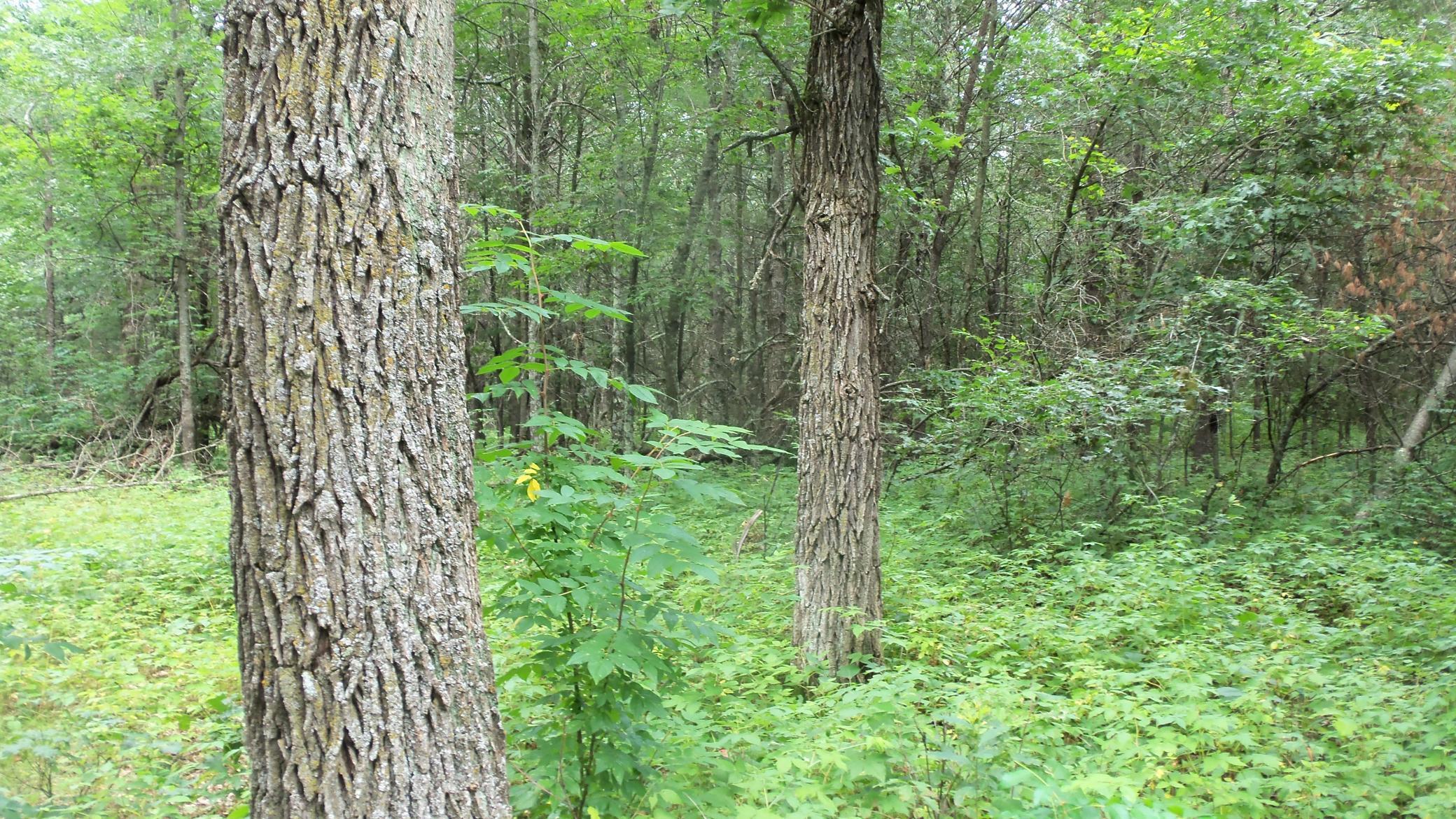 Lot 3 Bur Oak Trl, Grantsburg, Wisconsin image 8