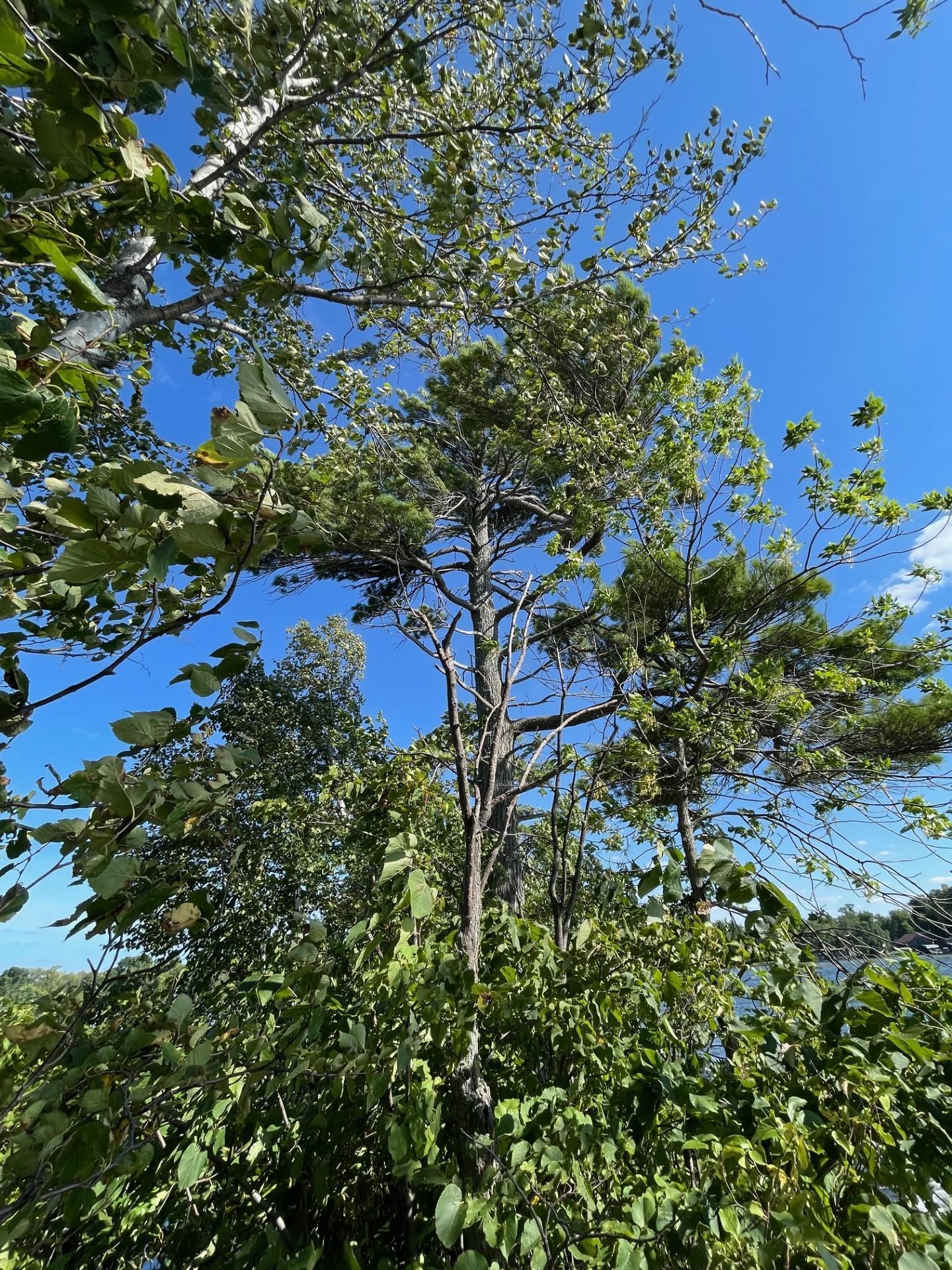 Pine Island, Isle, Minnesota image 13