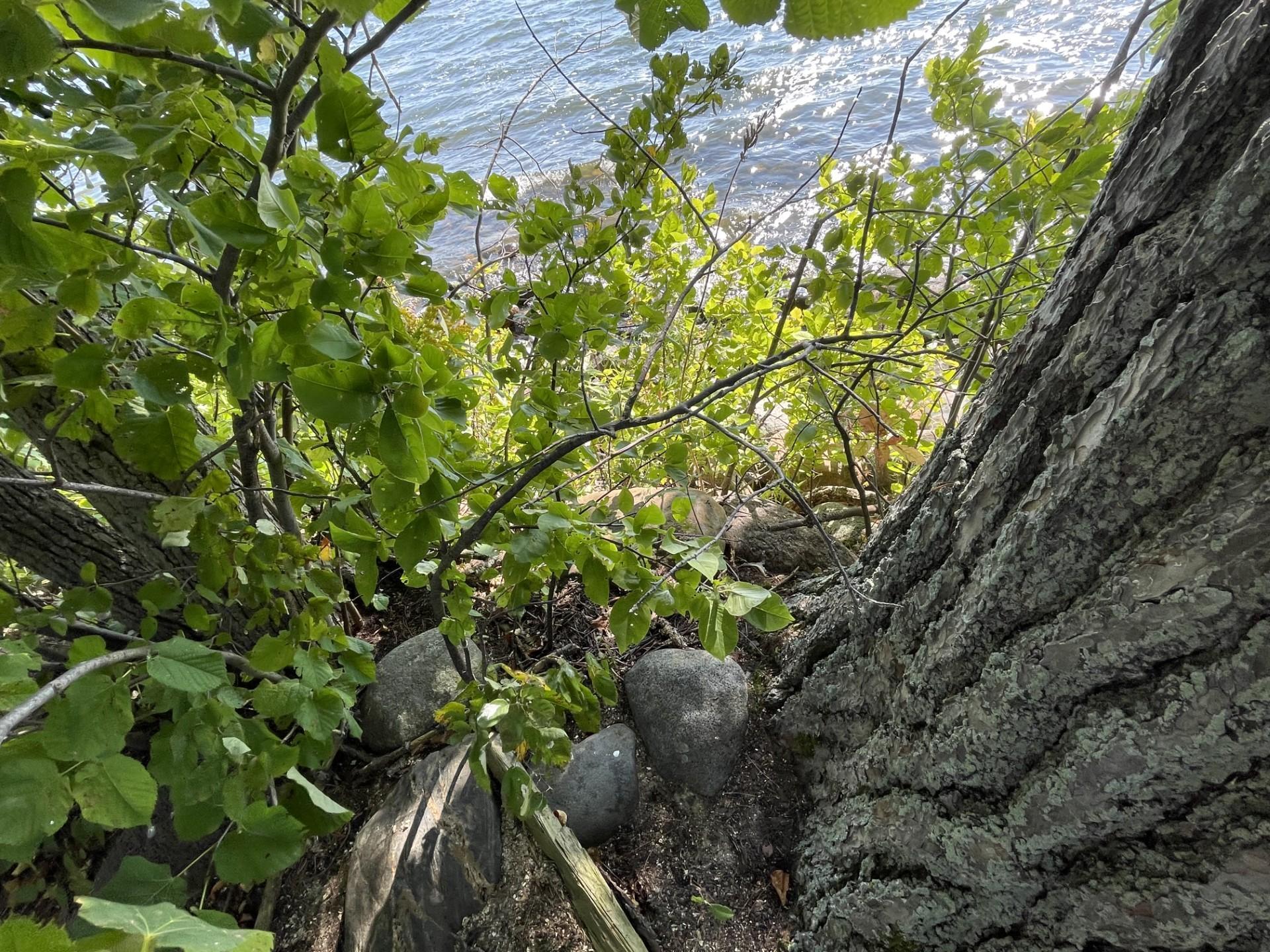 Pine Island, Isle, Minnesota image 9