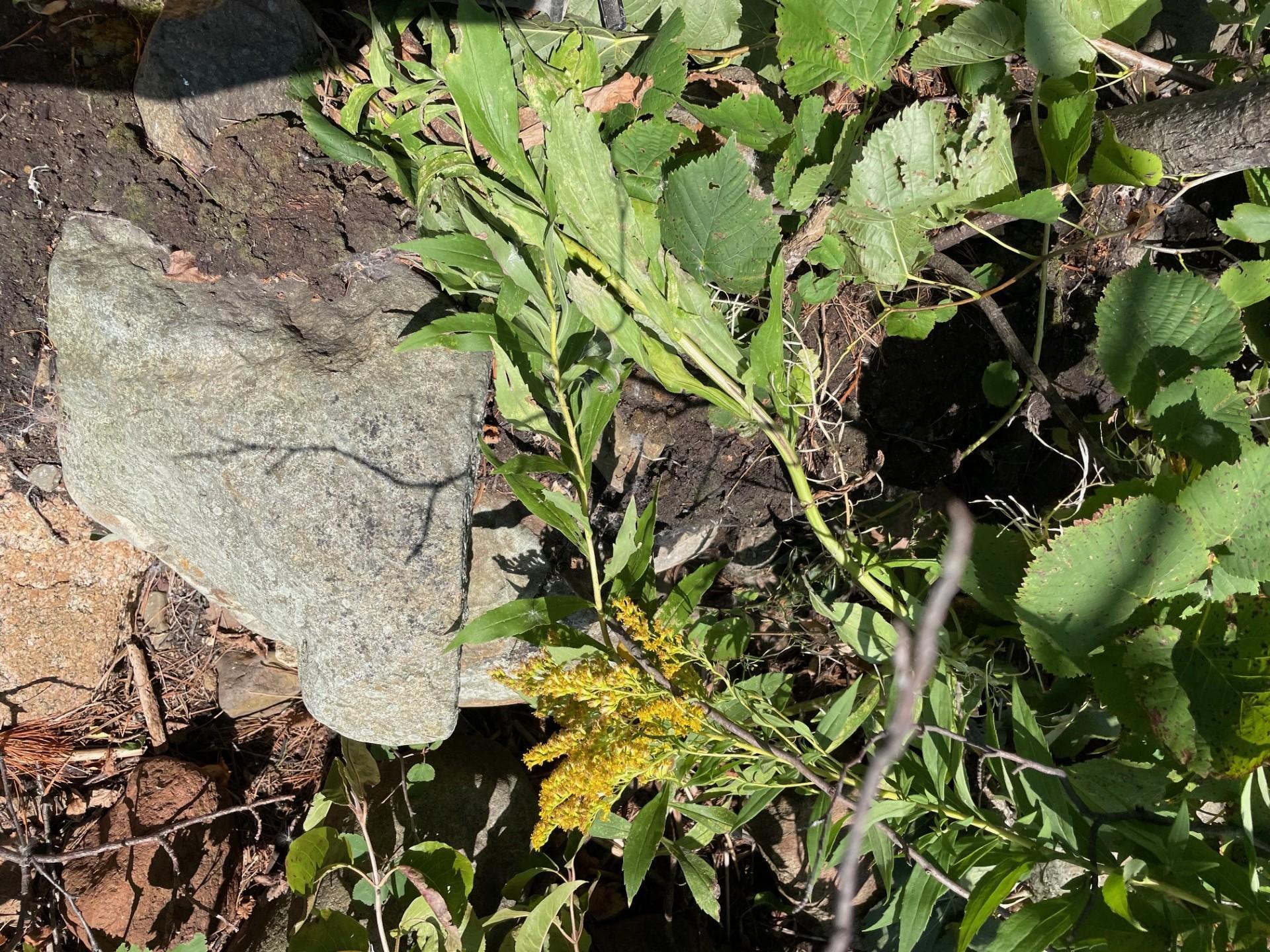 Pine Island, Isle, Minnesota image 12