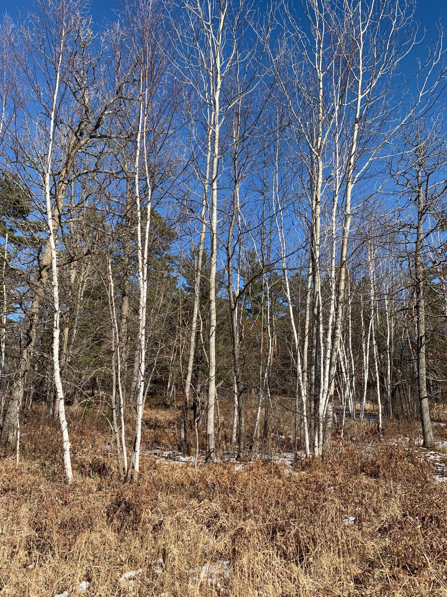 XXX NW Grouse Loop, Walker, Minnesota image 3