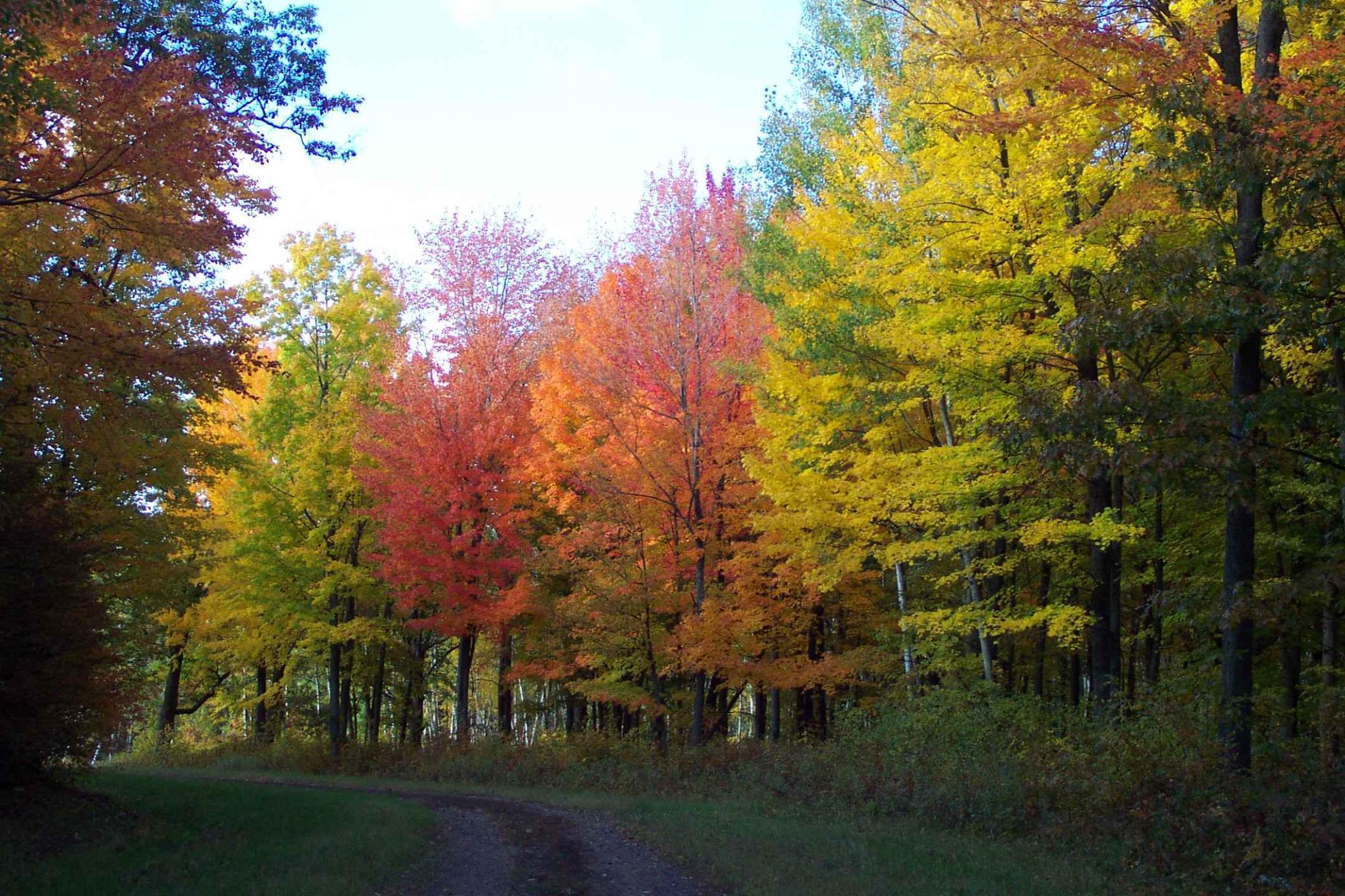 25381 White Oak Dr (lot 310) Dr, Siren, Wisconsin image 15