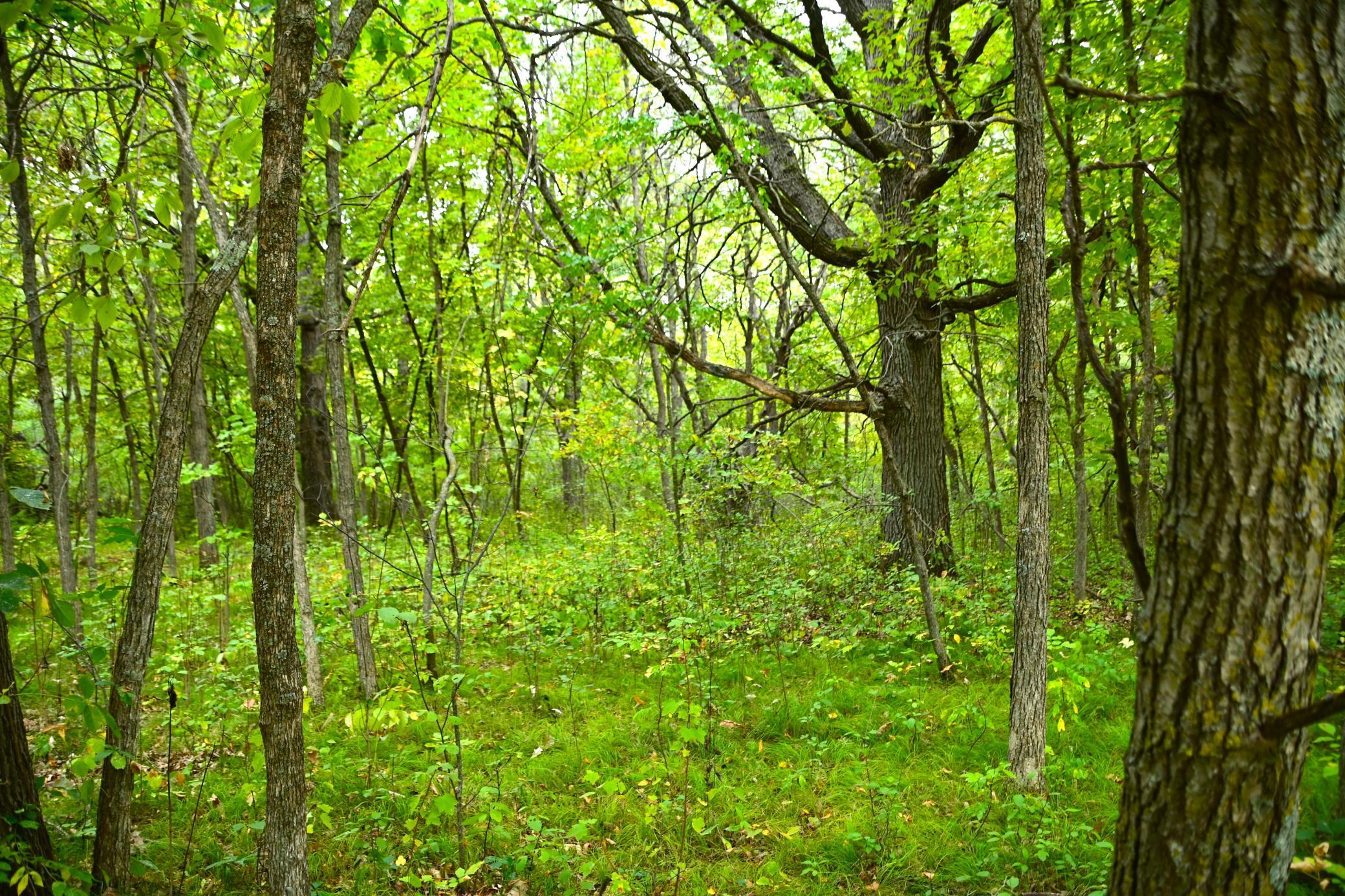 Xx Orchard Drive, Browerville, Minnesota image 5