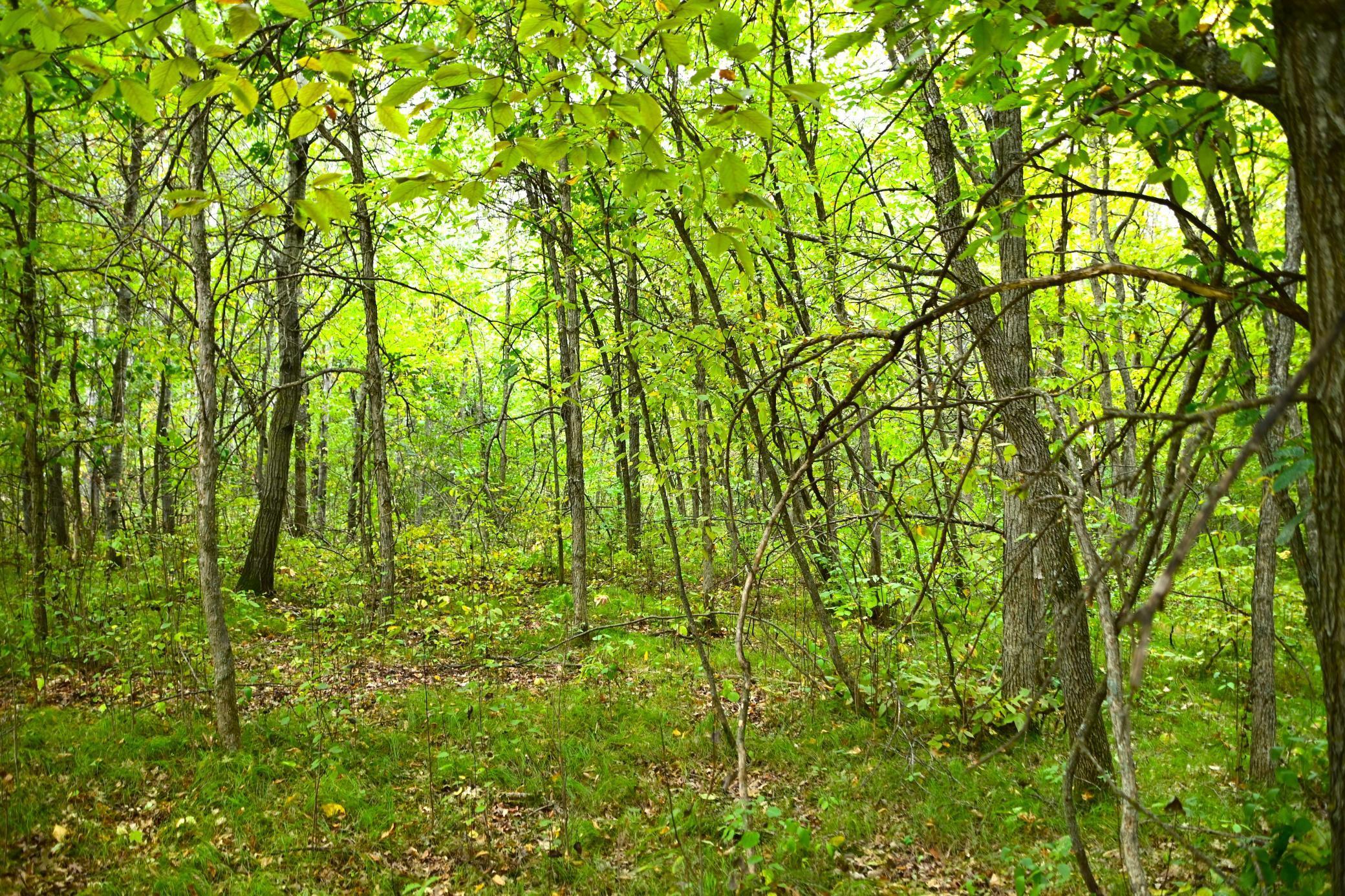 Xx Orchard Drive, Browerville, Minnesota image 4