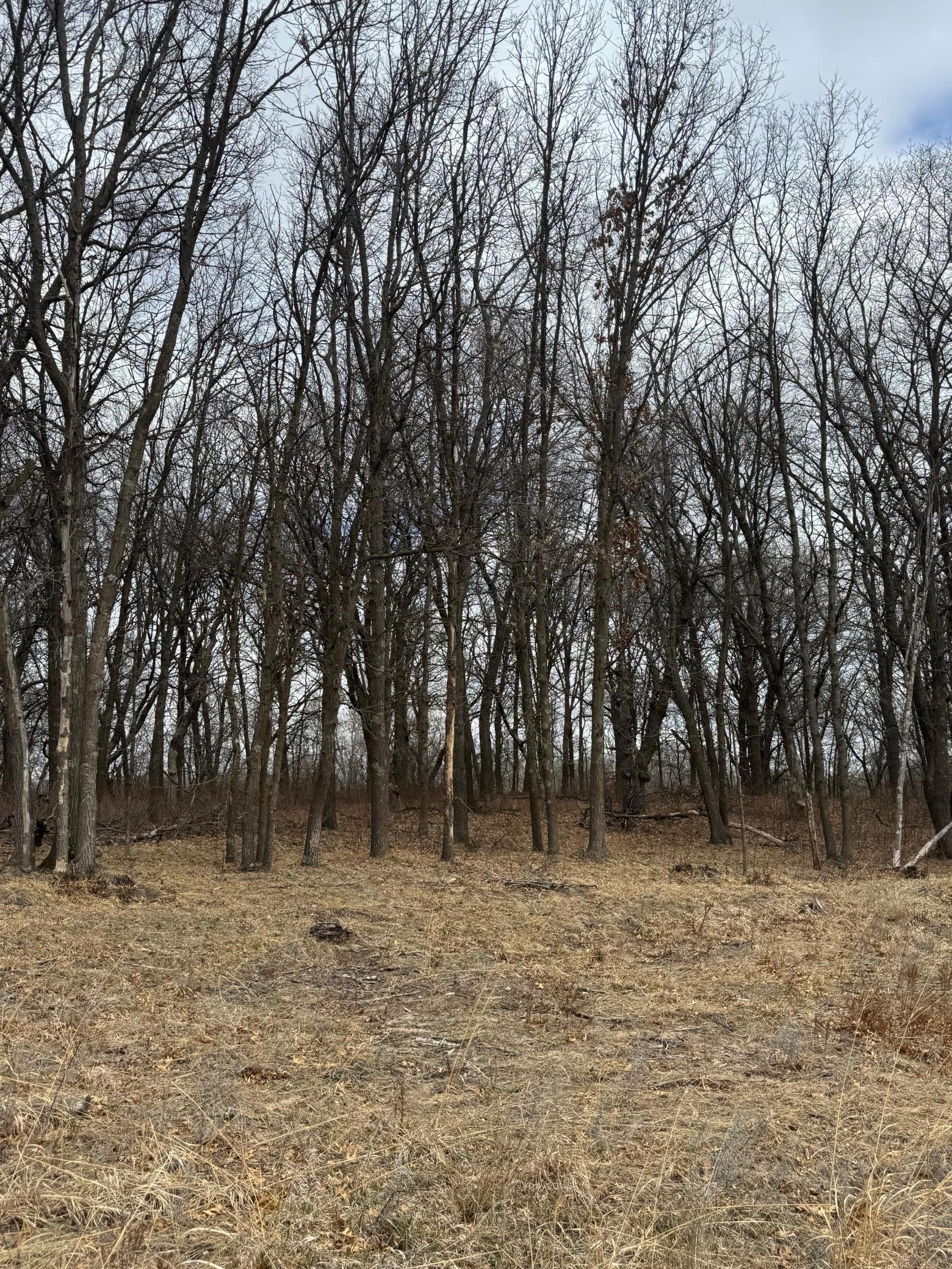 XXX Angelina Drive, Little Falls, Minnesota image 7