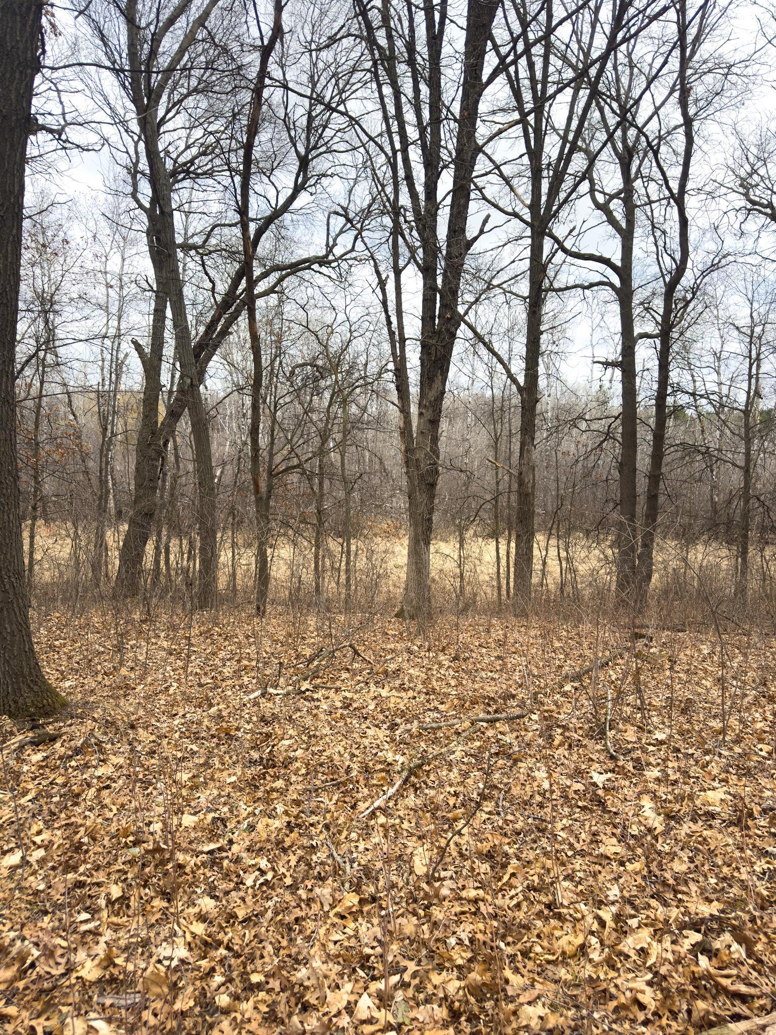 XXX Angelina Drive, Little Falls, Minnesota image 4