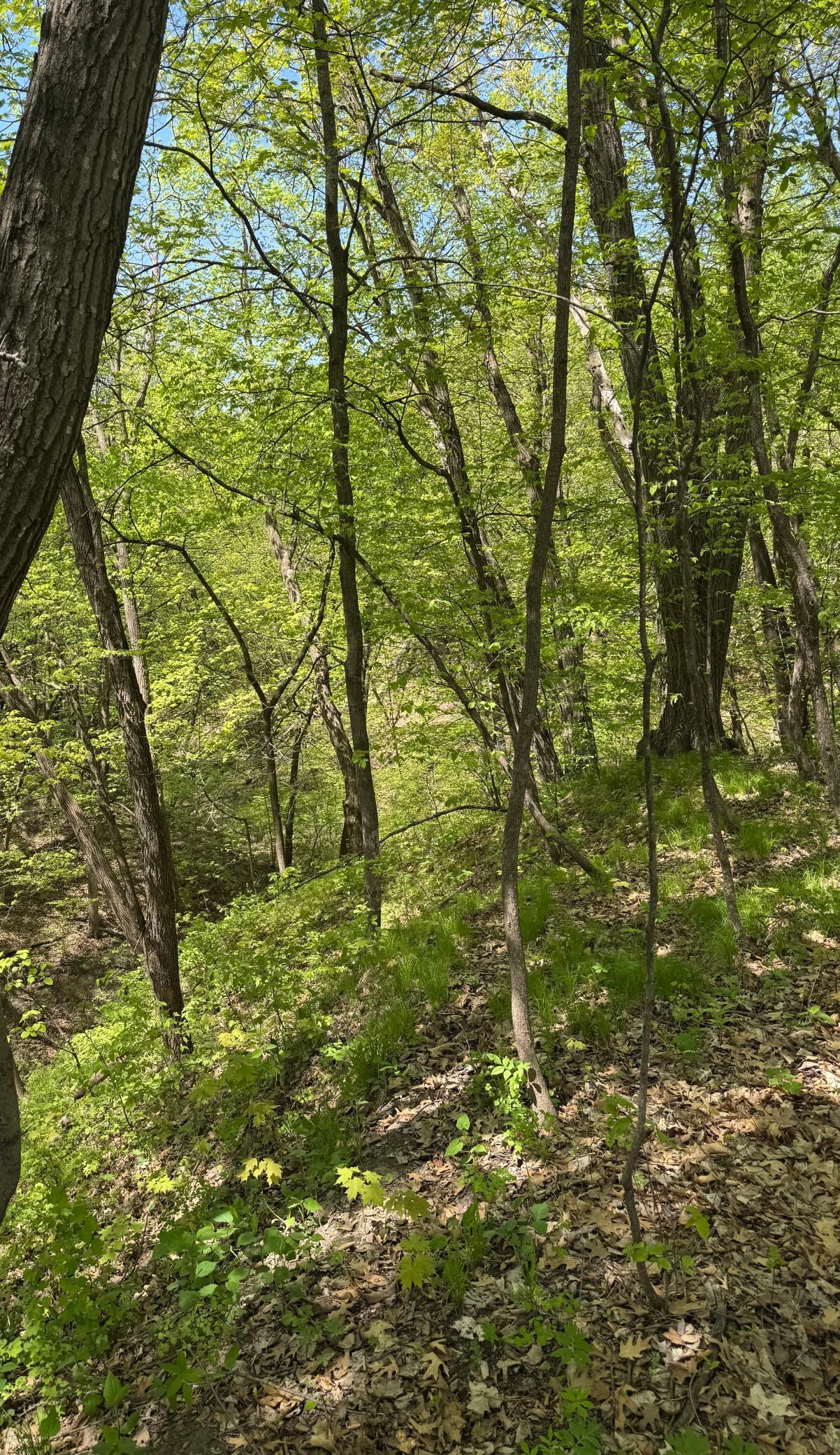 180 Woodland Drive, Henderson, Minnesota image 3