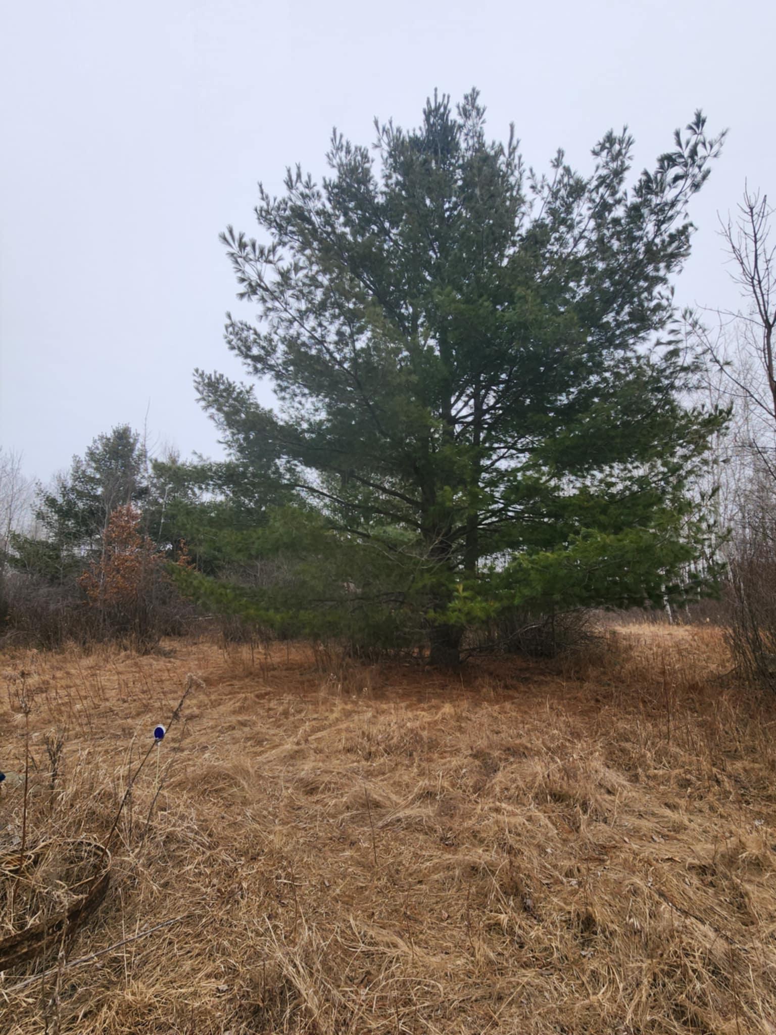 1201 Walnut Street, Mora, Minnesota image 11