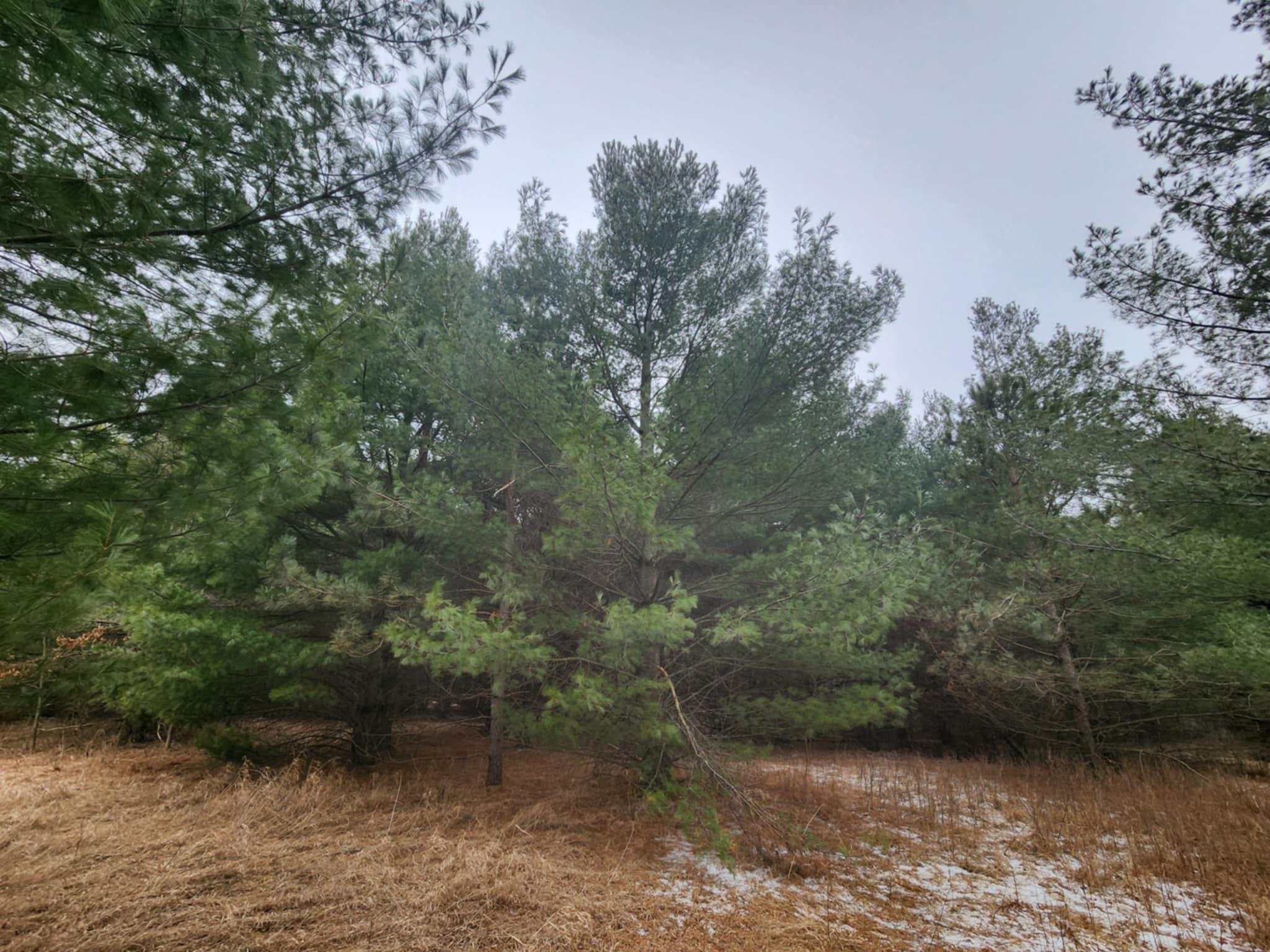 1201 Walnut Street, Mora, Minnesota image 17
