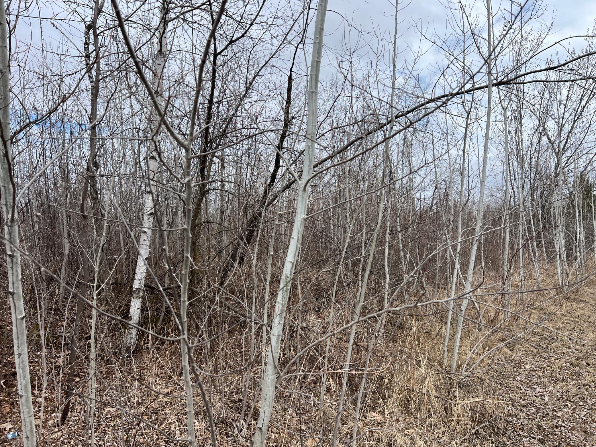 000 Blueberry Island Rd, Hinckley, Minnesota image 10
