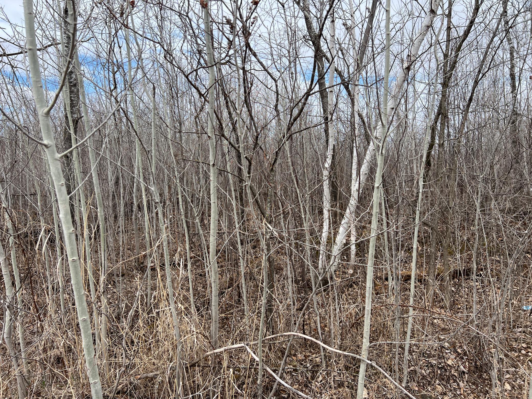 000 Blueberry Island Rd, Hinckley, Minnesota image 9