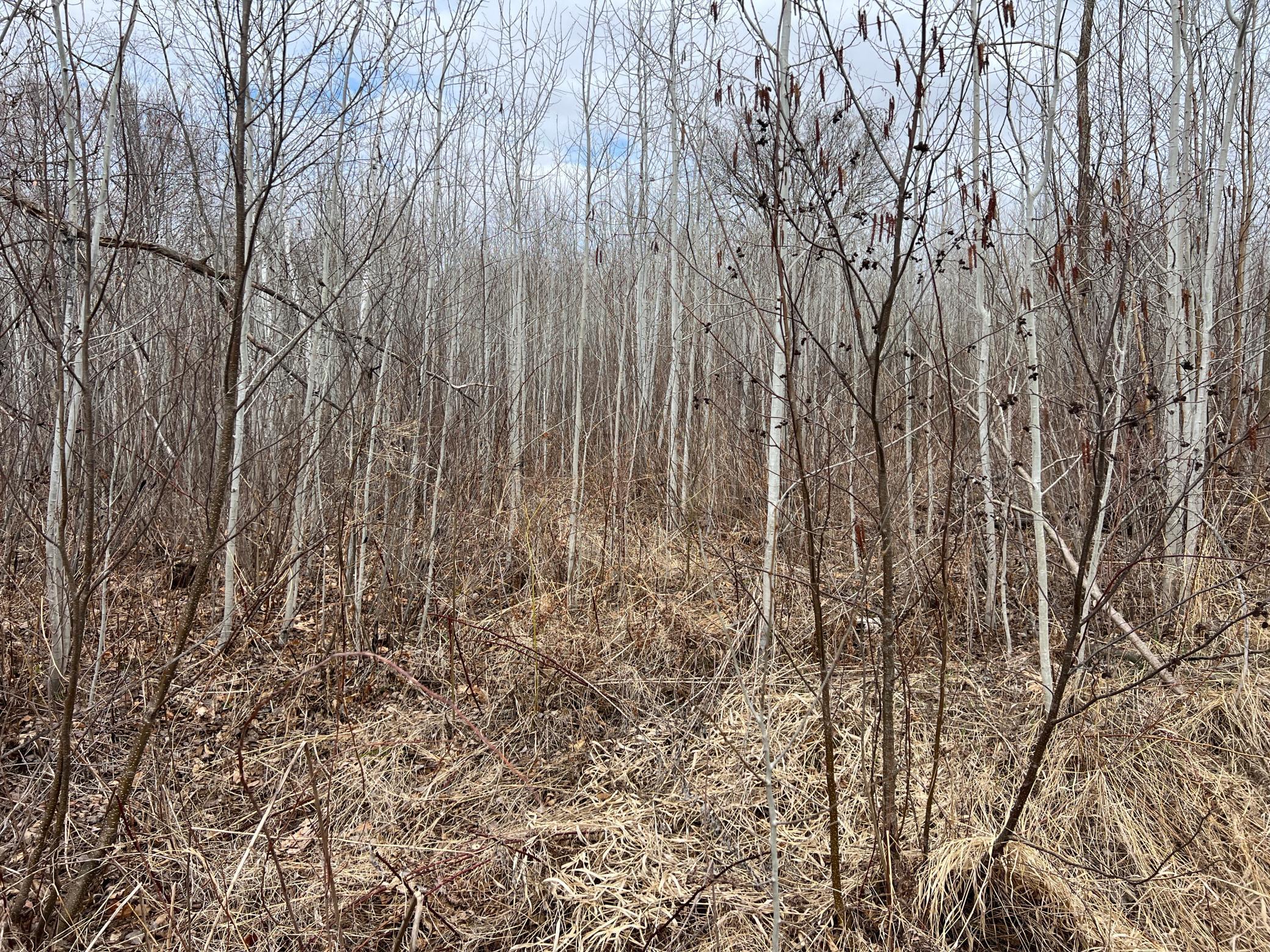000 Blueberry Island Rd, Hinckley, Minnesota image 8