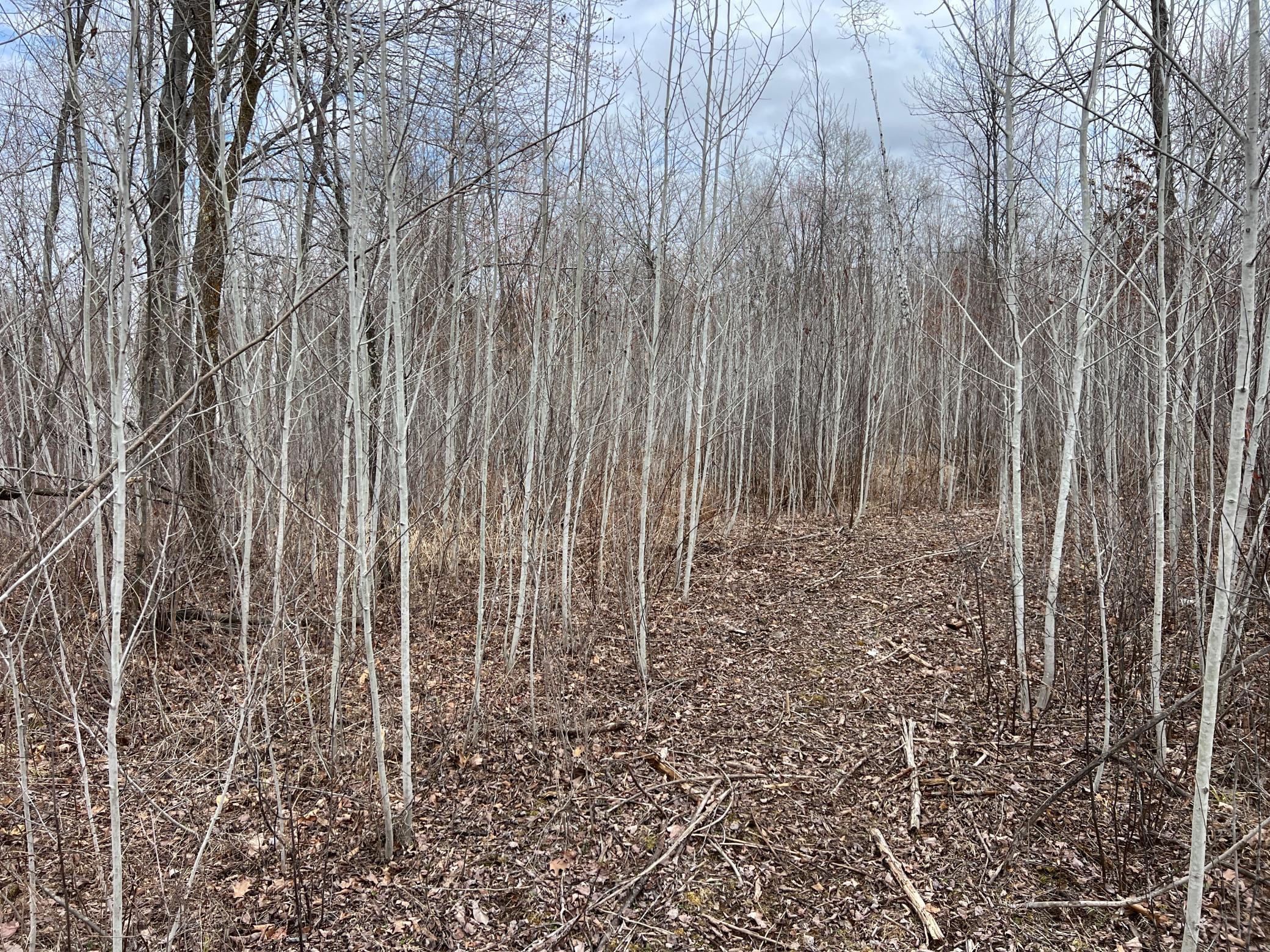 000 Blueberry Island Rd, Hinckley, Minnesota image 21