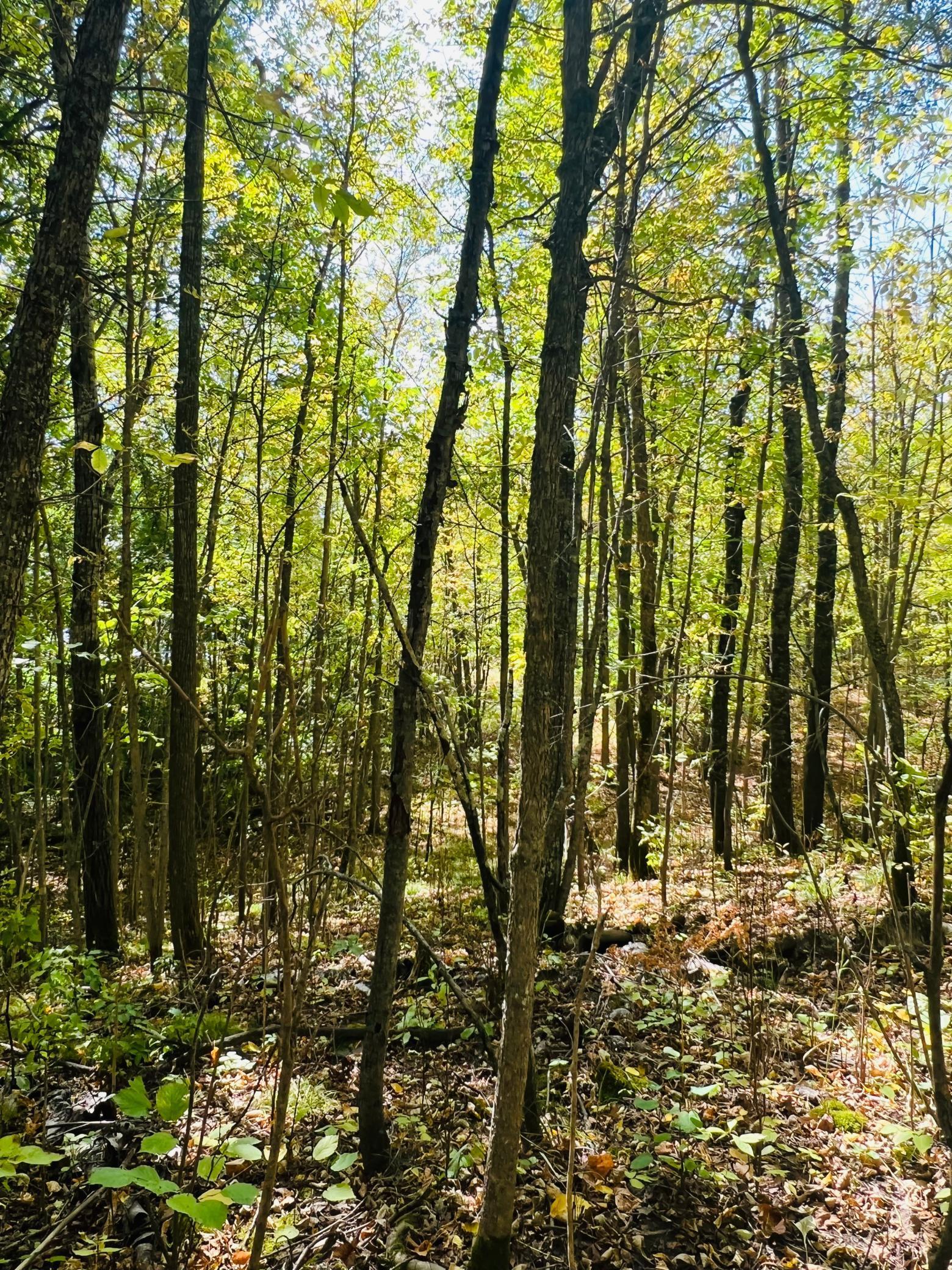 TBD Wolf Creek Road, Bovey, Minnesota image 14
