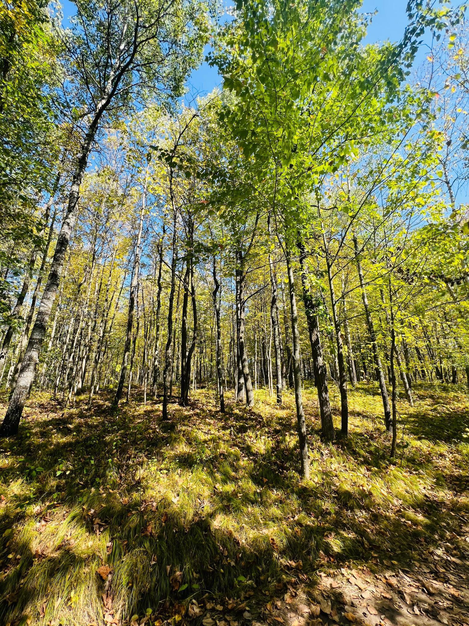 TBD Wolf Creek Road, Bovey, Minnesota image 11