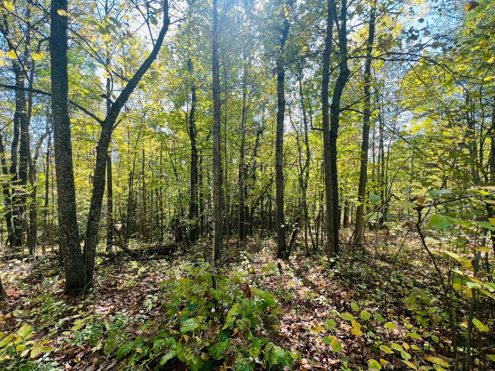 TBD Wolf Creek Road, Bovey, Minnesota image 9