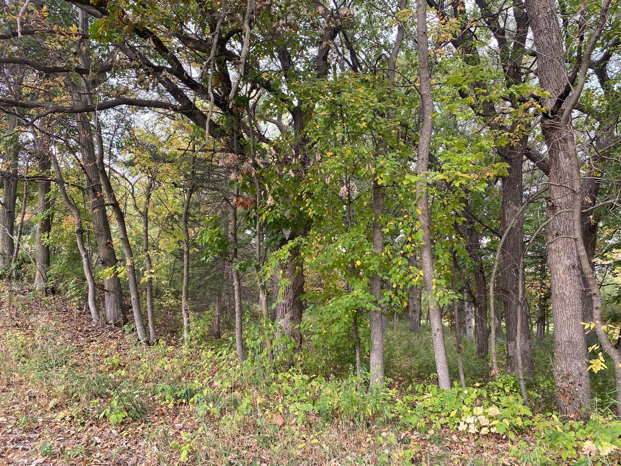 8071 70th Street, Lonsdale, Minnesota image 10