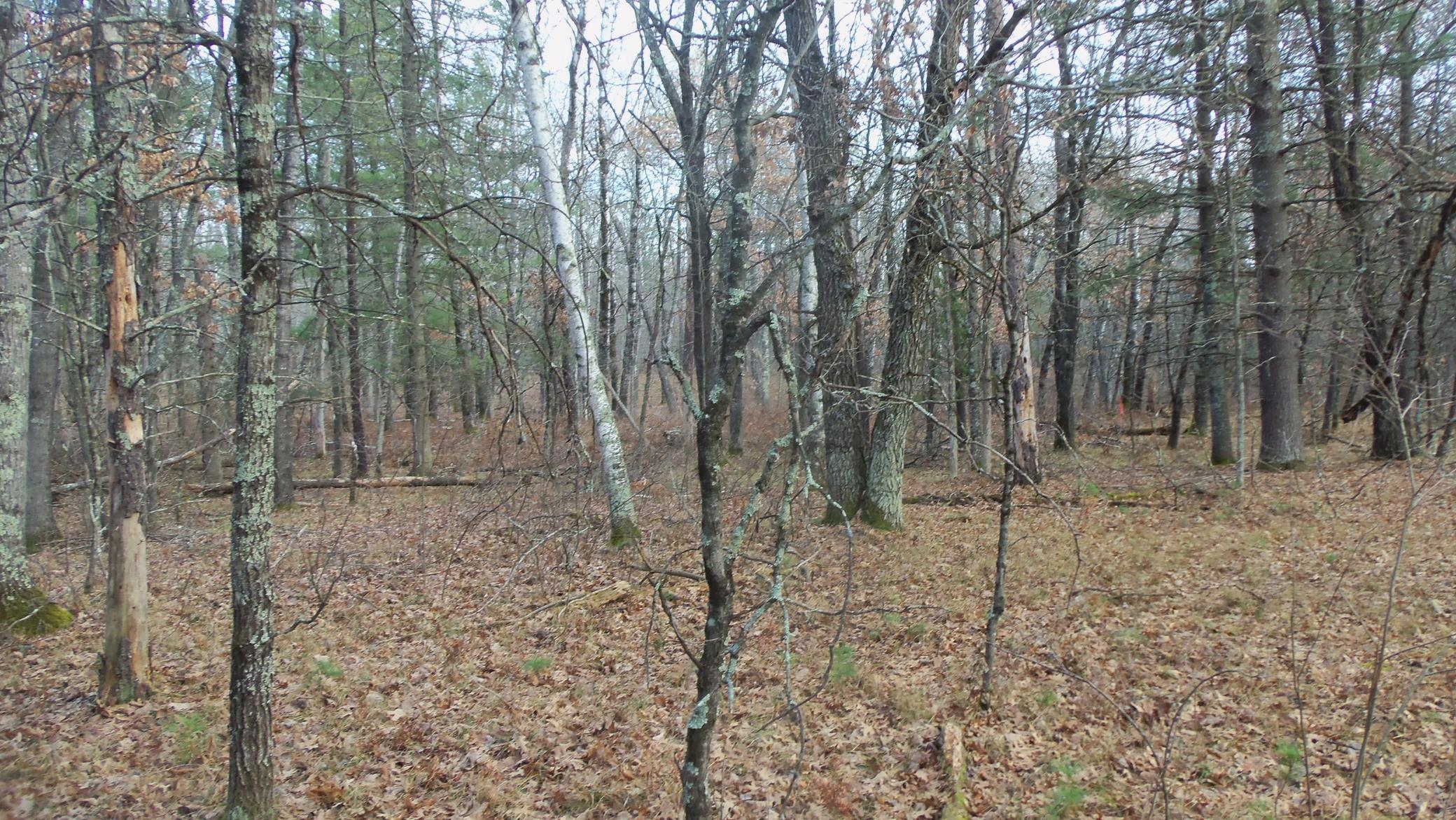 Lot 1 Gilmore Dr, Minong, Wisconsin image 6