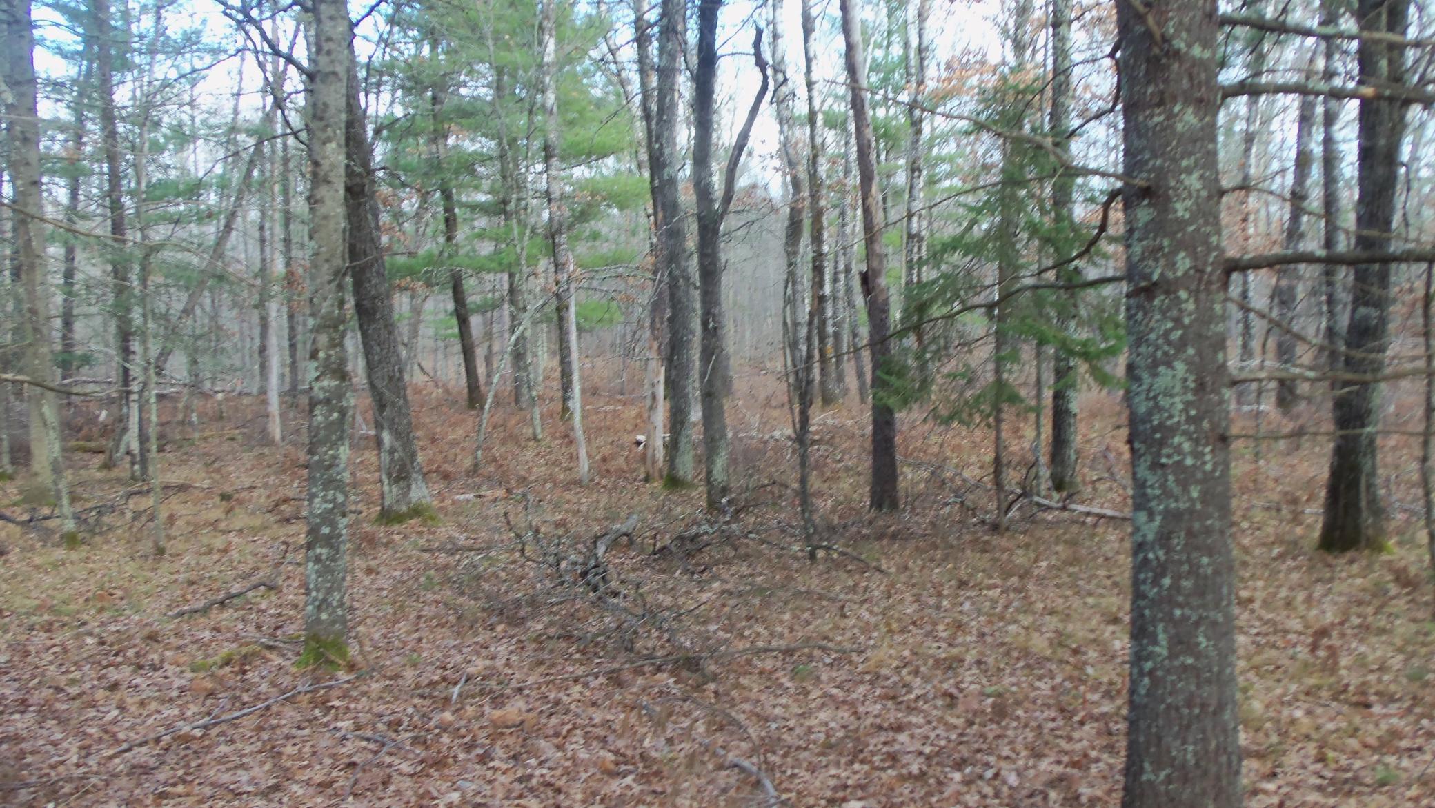 Lot 1 Gilmore Dr, Minong, Wisconsin image 8