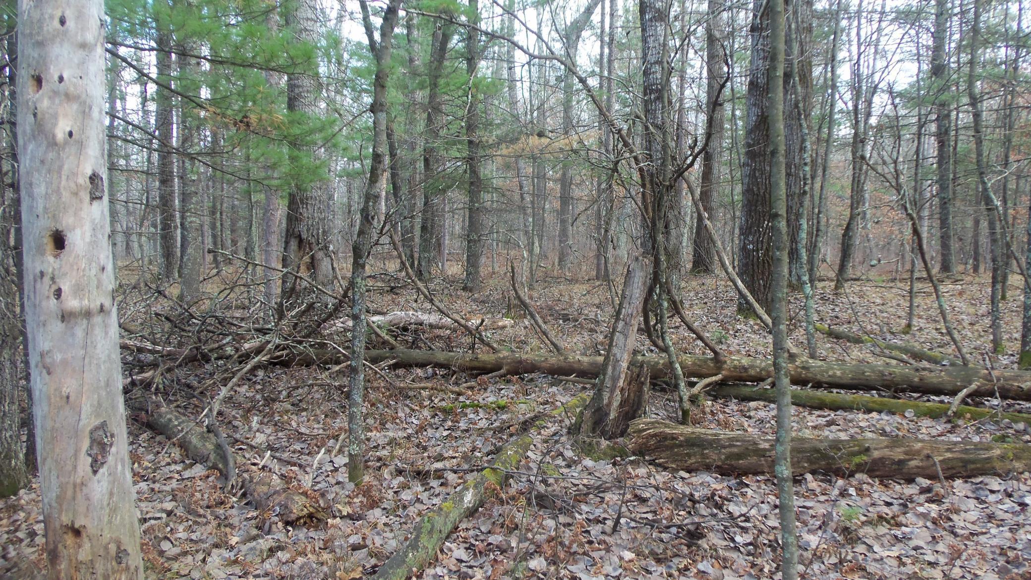 Lot 1 Gilmore Dr, Minong, Wisconsin image 3