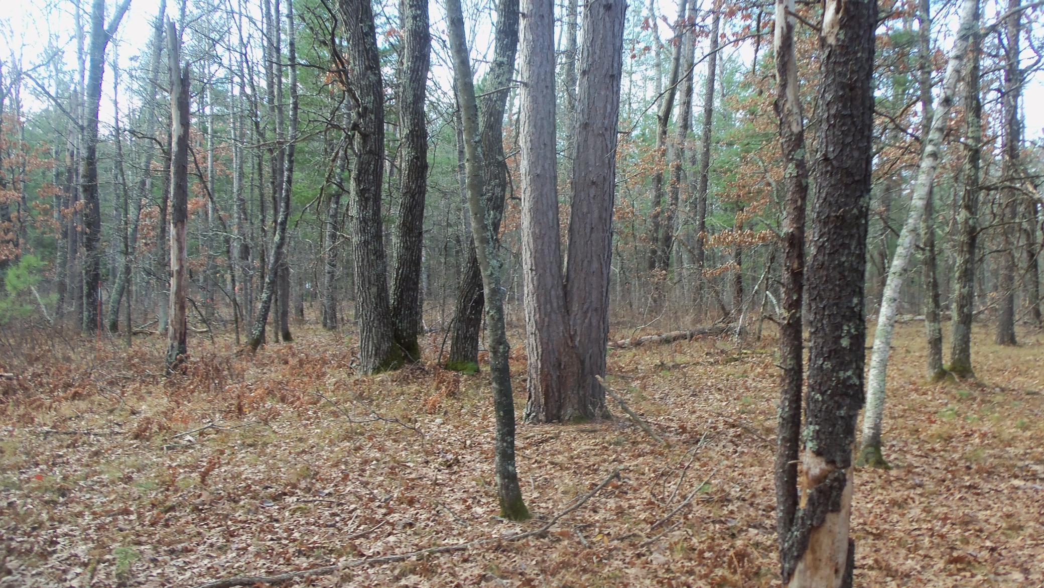 Lot 1 Gilmore Dr, Minong, Wisconsin image 9