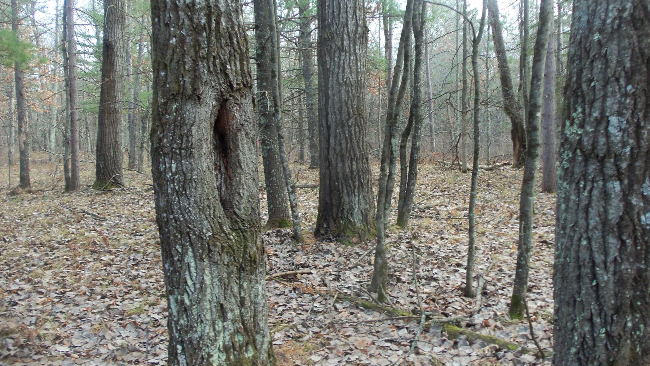 Lot 1 Gilmore Dr, Minong, Wisconsin image 4