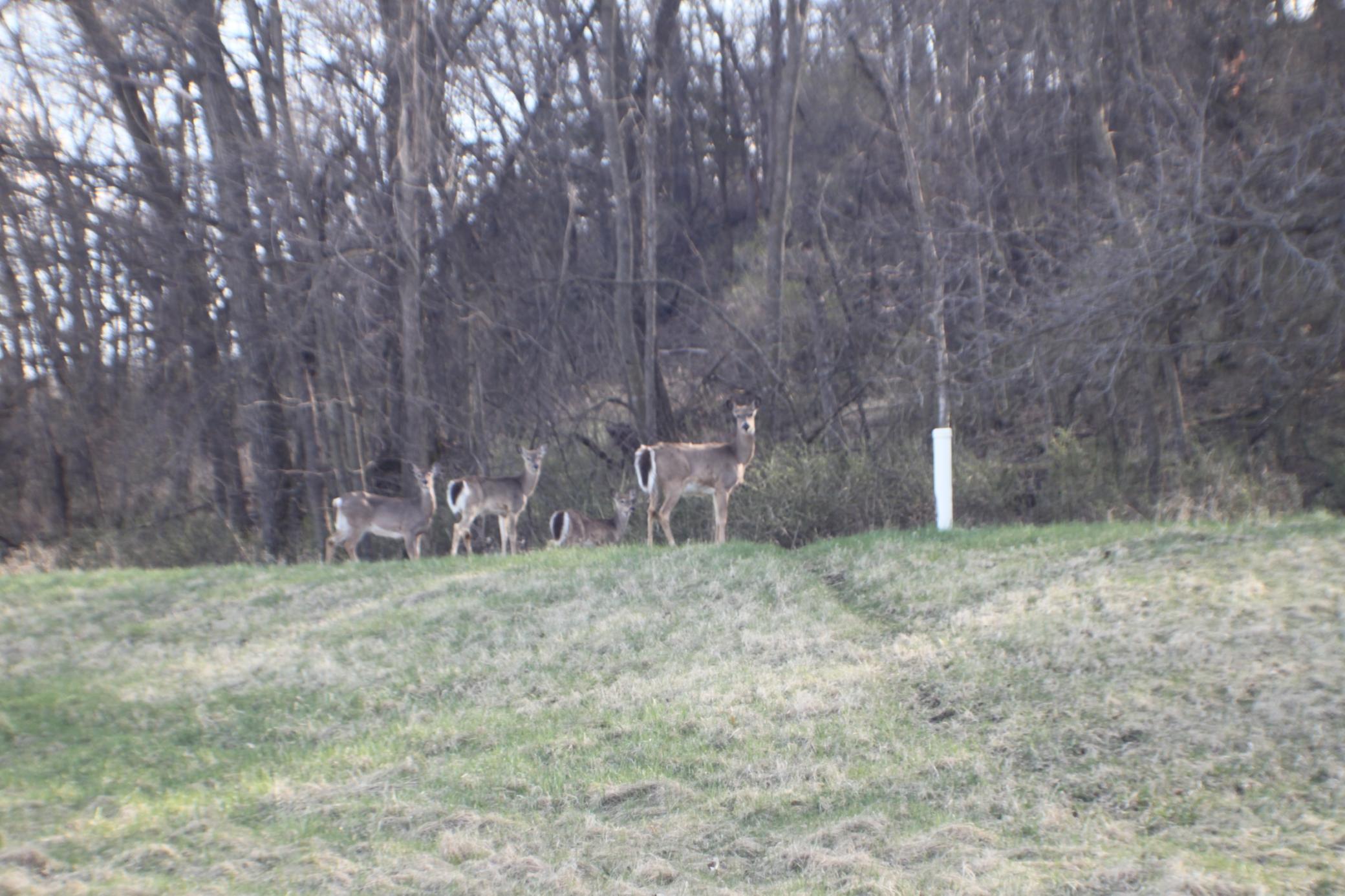 XxxxB Kings Park Road, Oronoco, Minnesota image 6