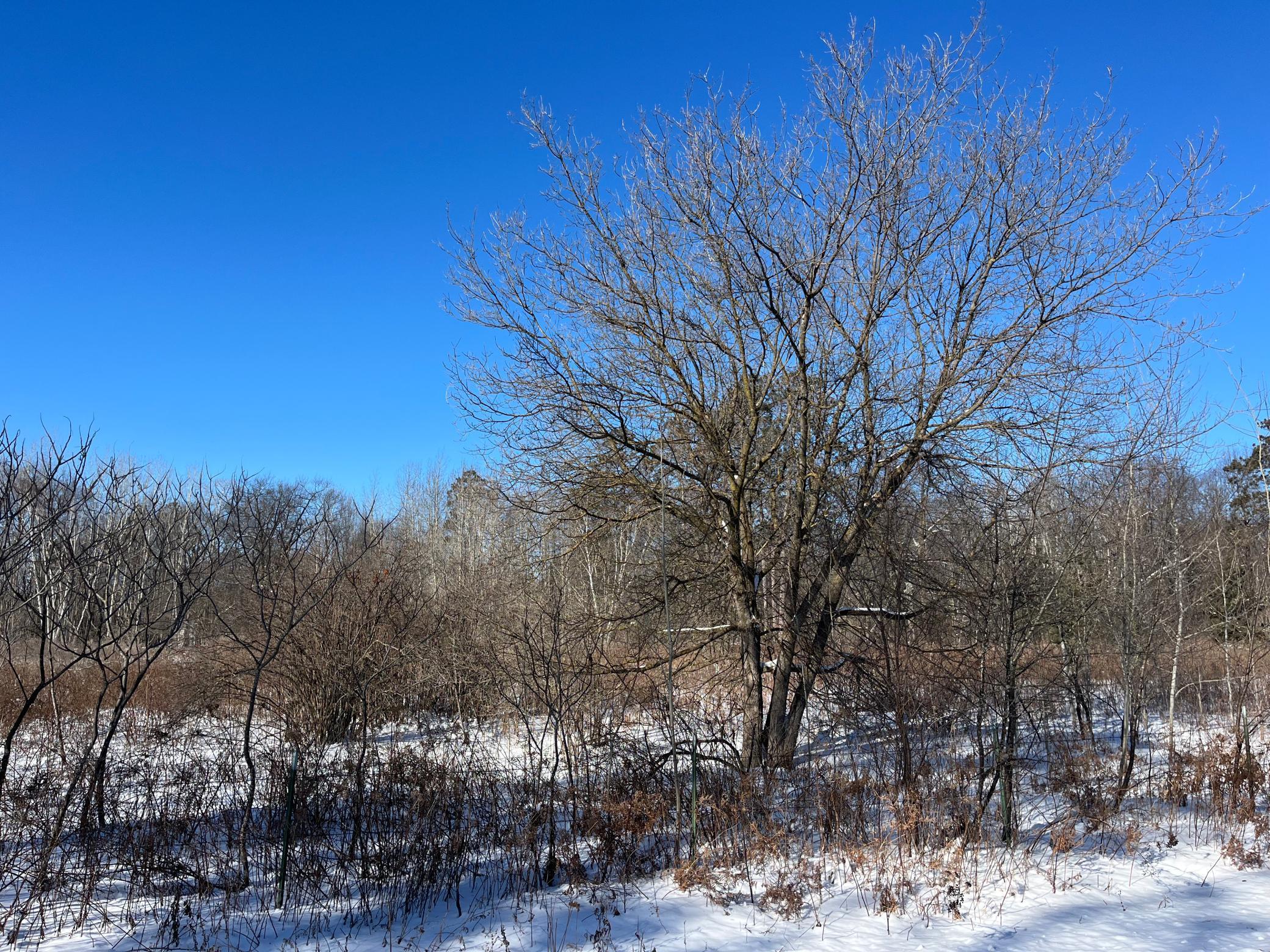 TBD Fox Run, Deerwood, Minnesota image 1