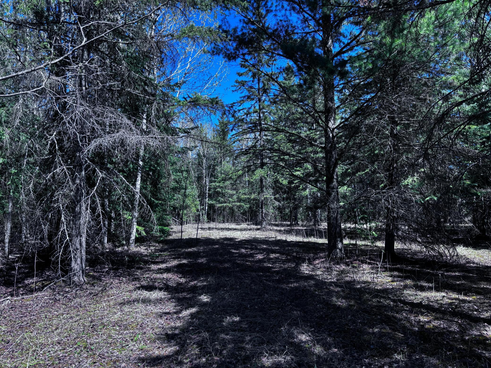 TBD Town Road 286, International Falls, Minnesota image 4