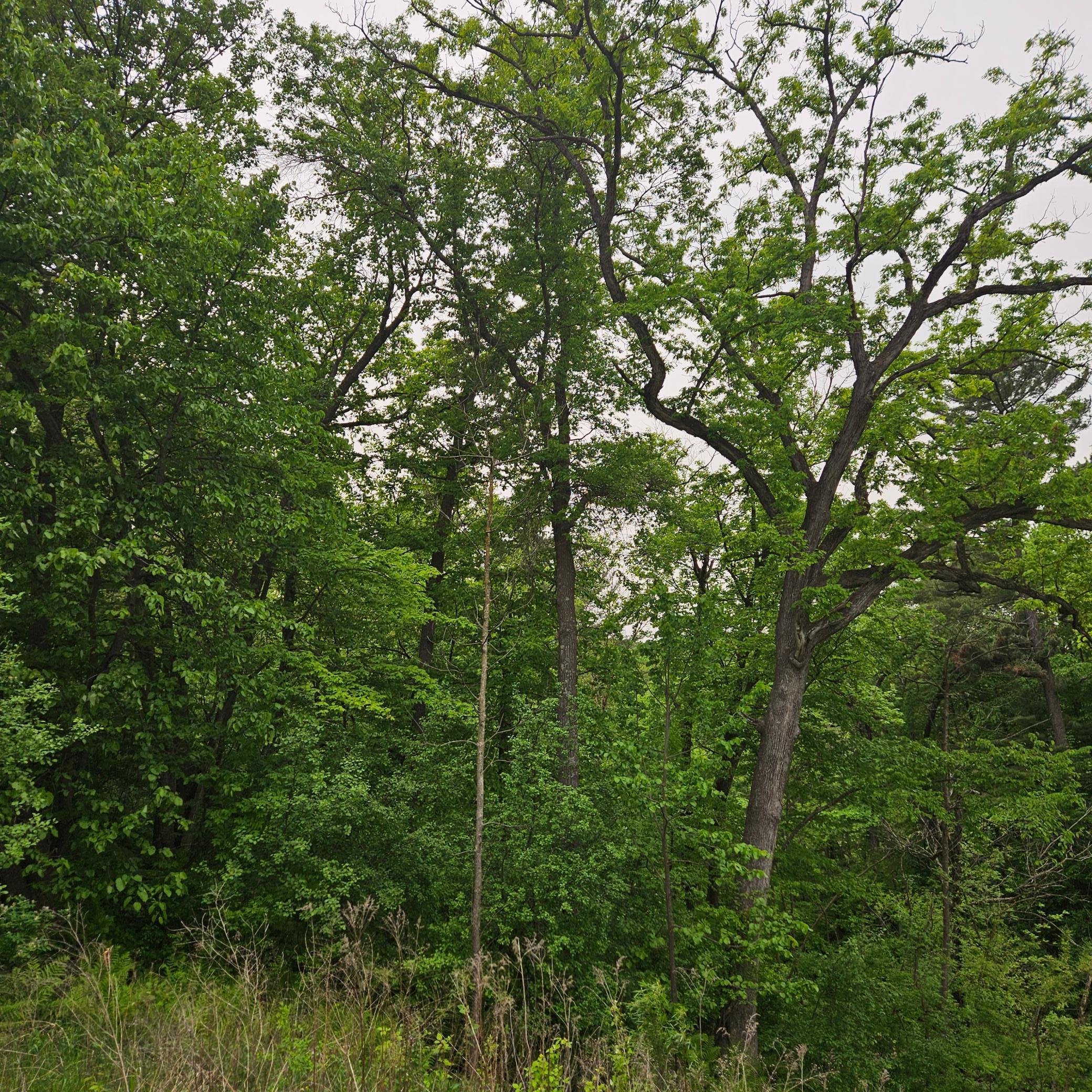 TBD 330th Avenue, Elmwood, Wisconsin image 1