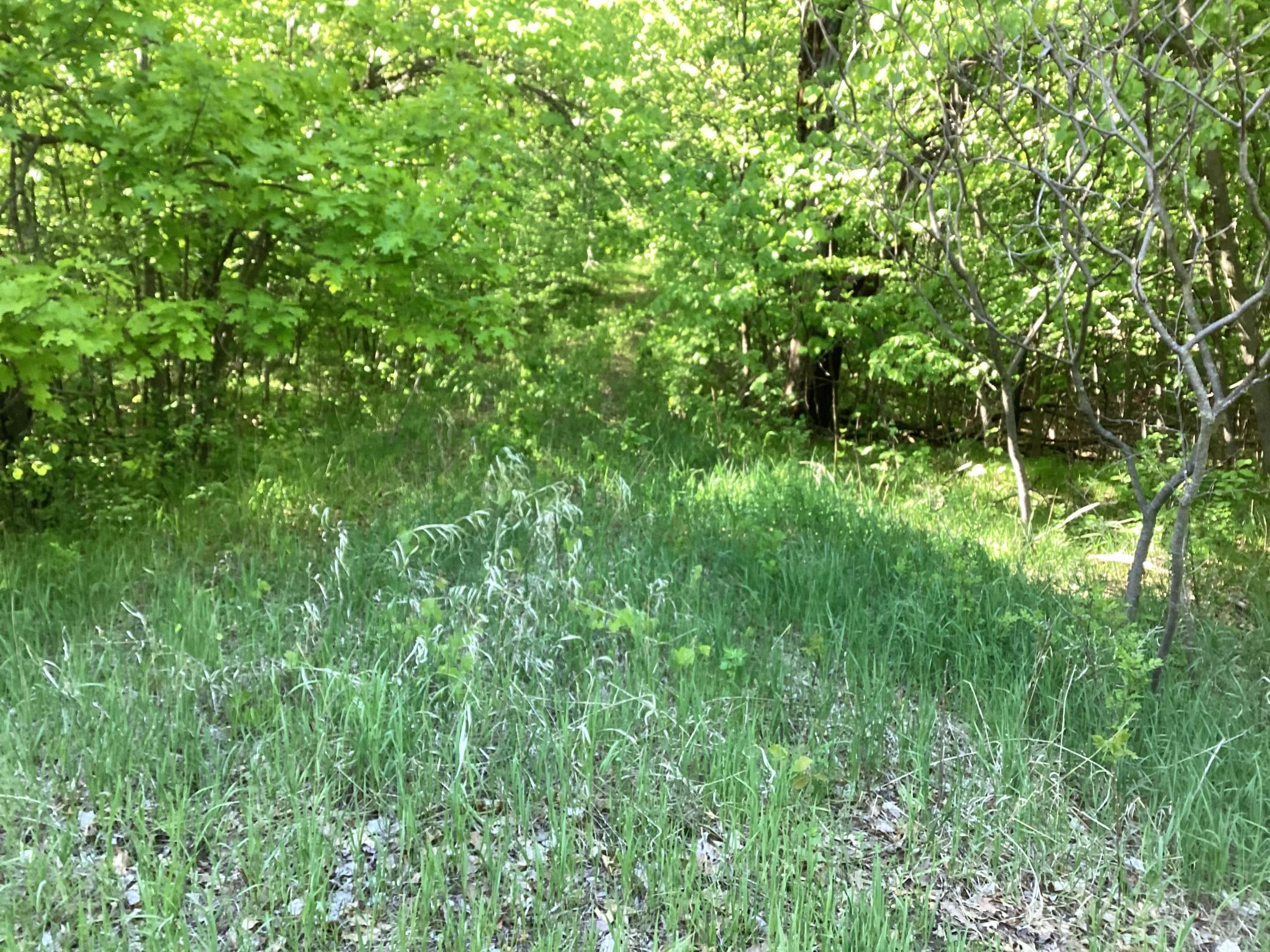 TBD Hidden Oaks Drive, Alexandria, Minnesota image 5