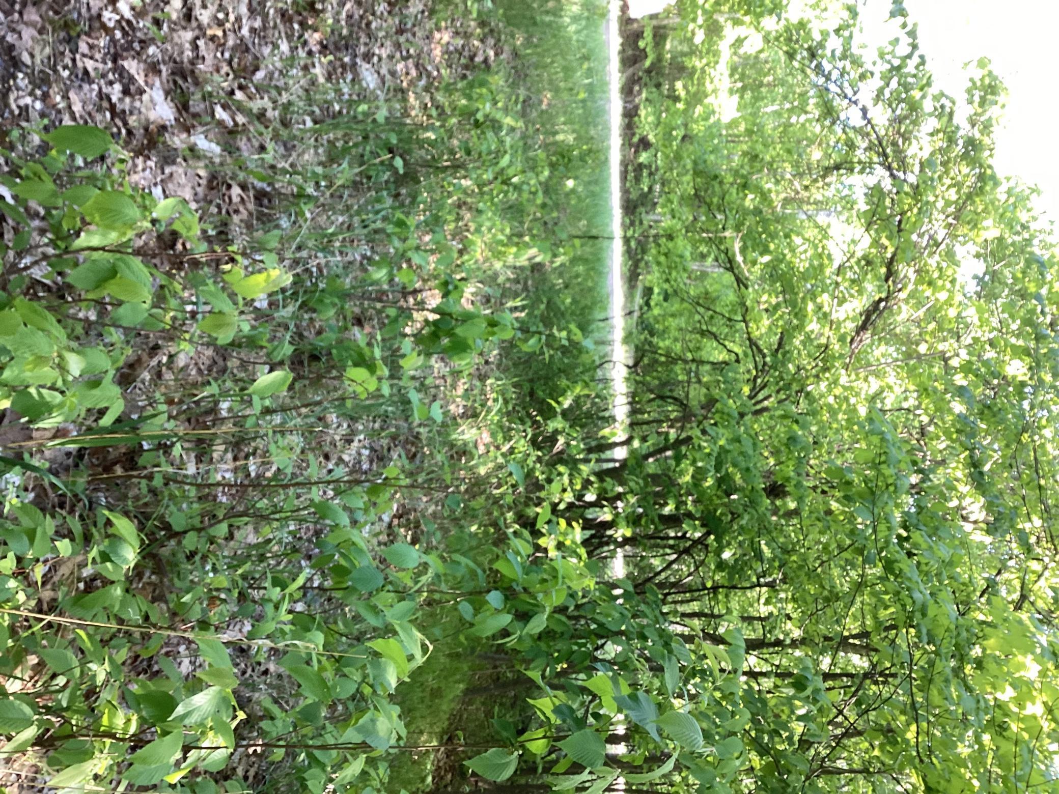 TBD Hidden Oaks Drive, Alexandria, Minnesota image 10