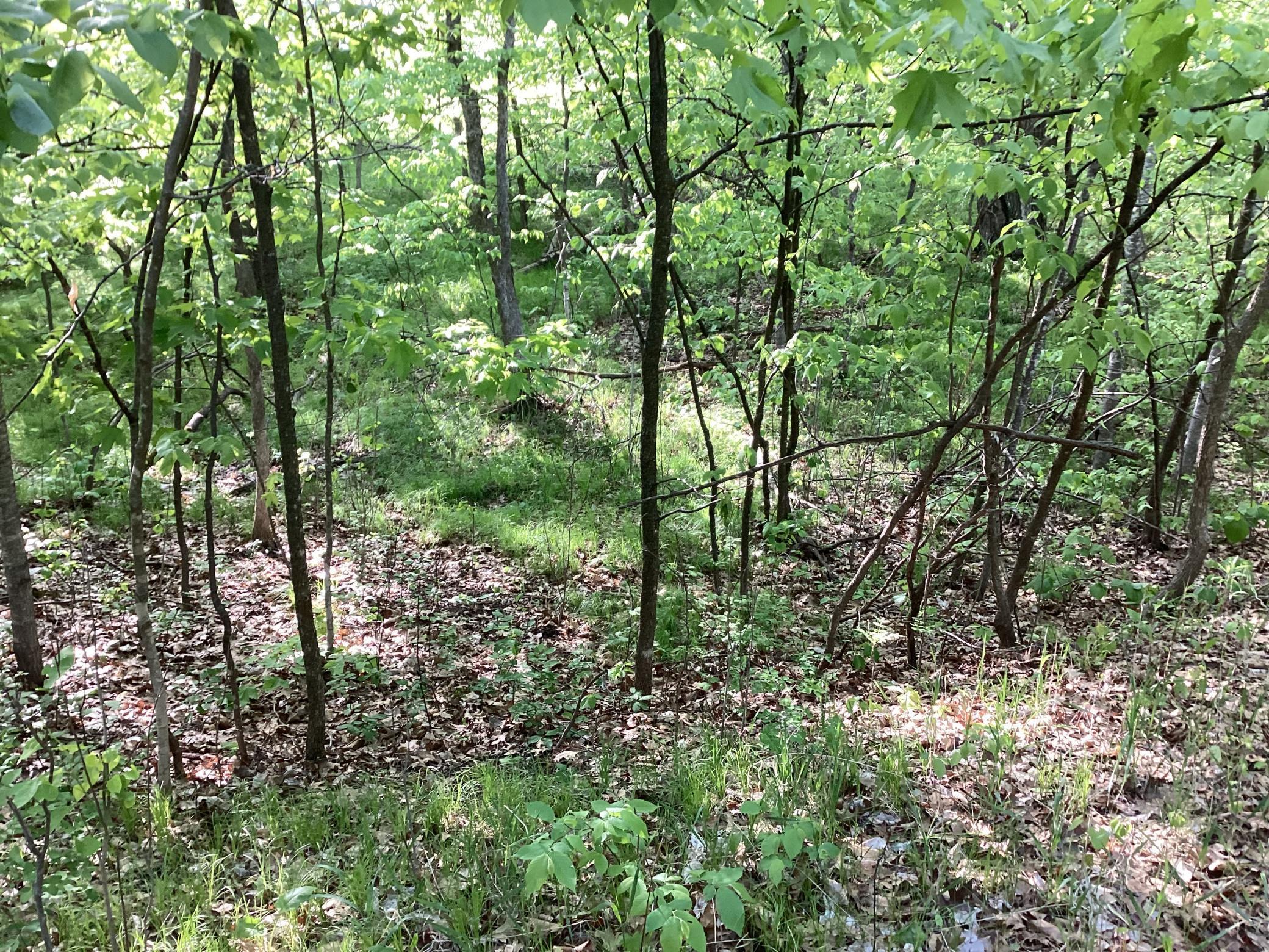 TBD Hidden Oaks Drive, Alexandria, Minnesota image 9