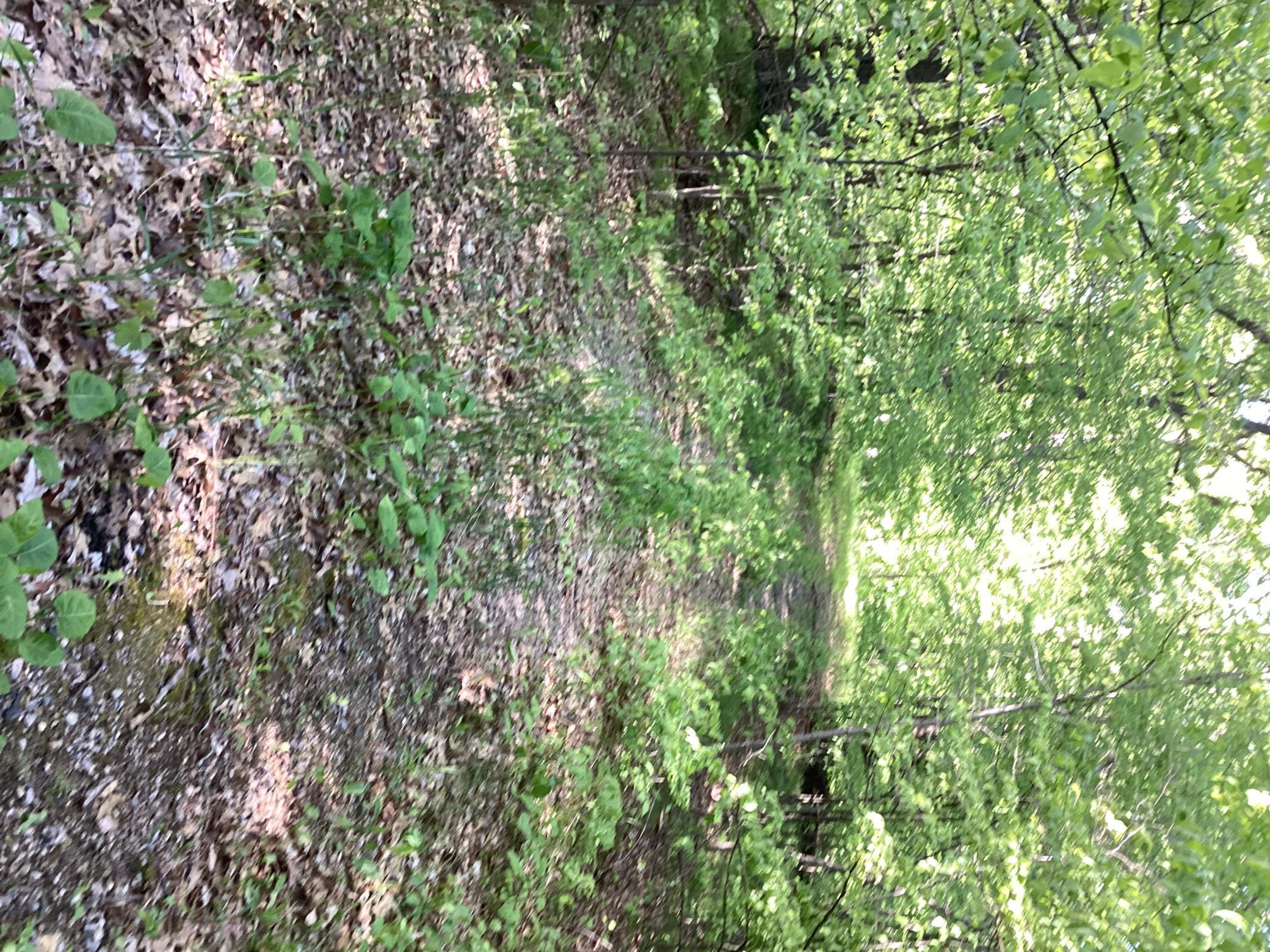 TBD Hidden Oaks Drive, Alexandria, Minnesota image 6