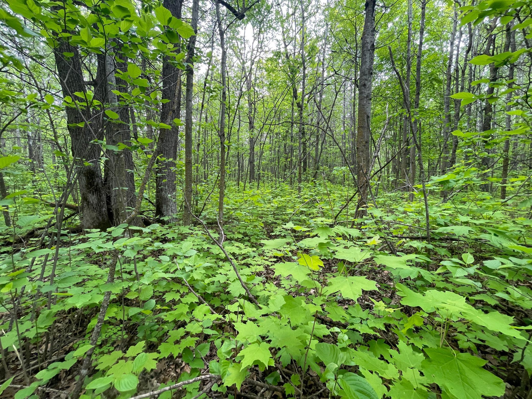 TBD 290th Street, Waubun, Minnesota image 33