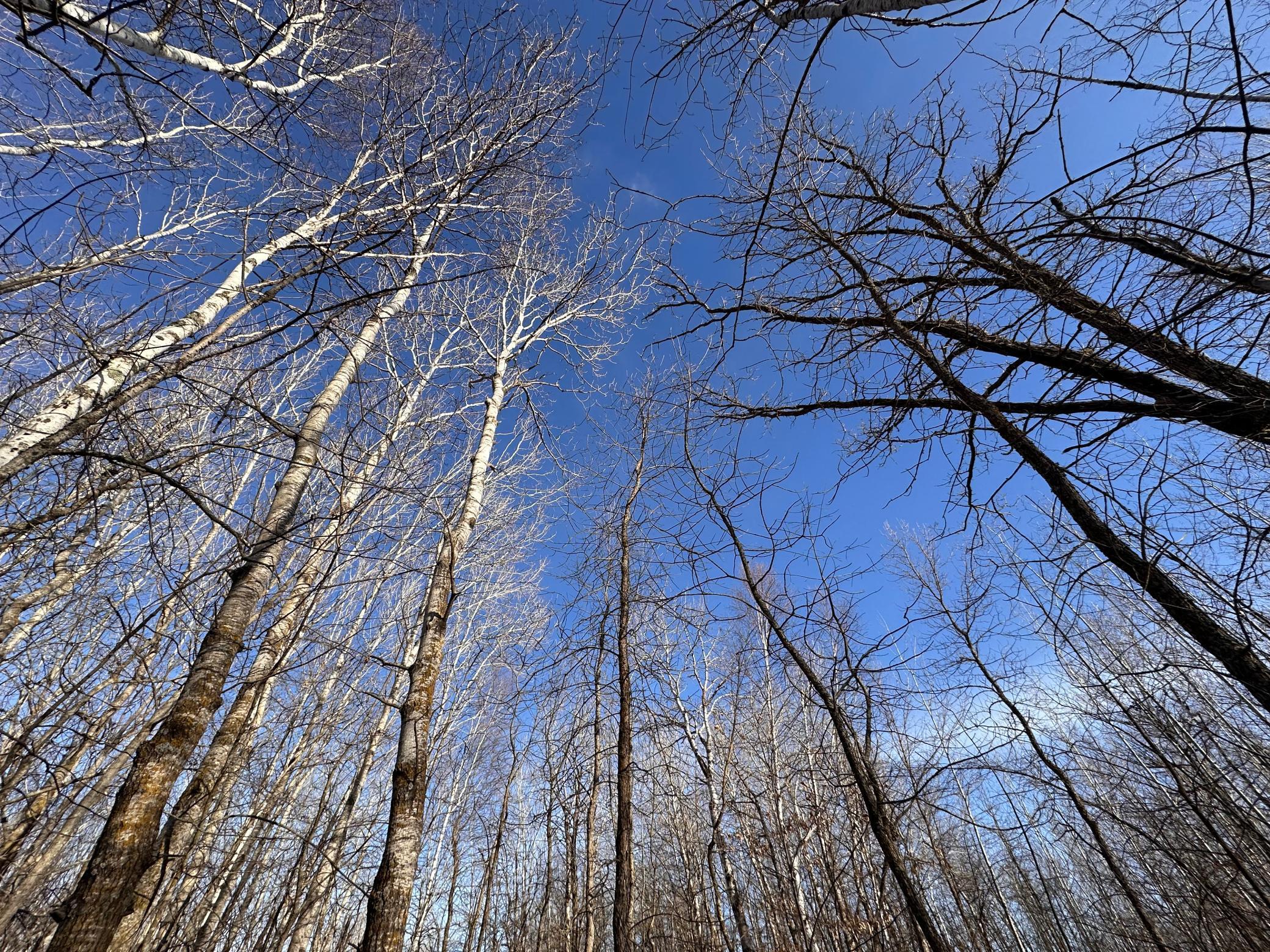 TBD Bass Lake Road, Osage, Minnesota image 15