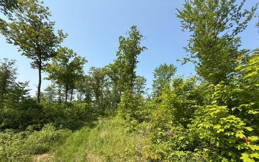 TBD County Road T, Dairyland, Wisconsin image 7