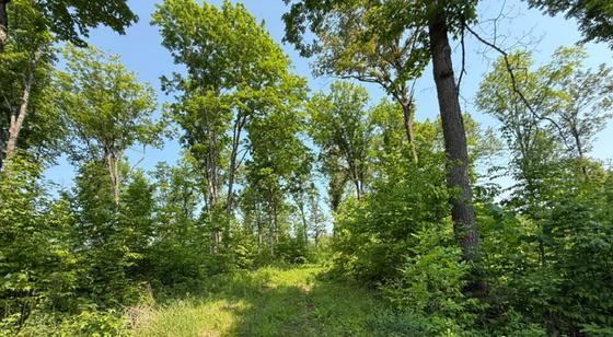 TBD County Road T, Dairyland, Wisconsin image 6