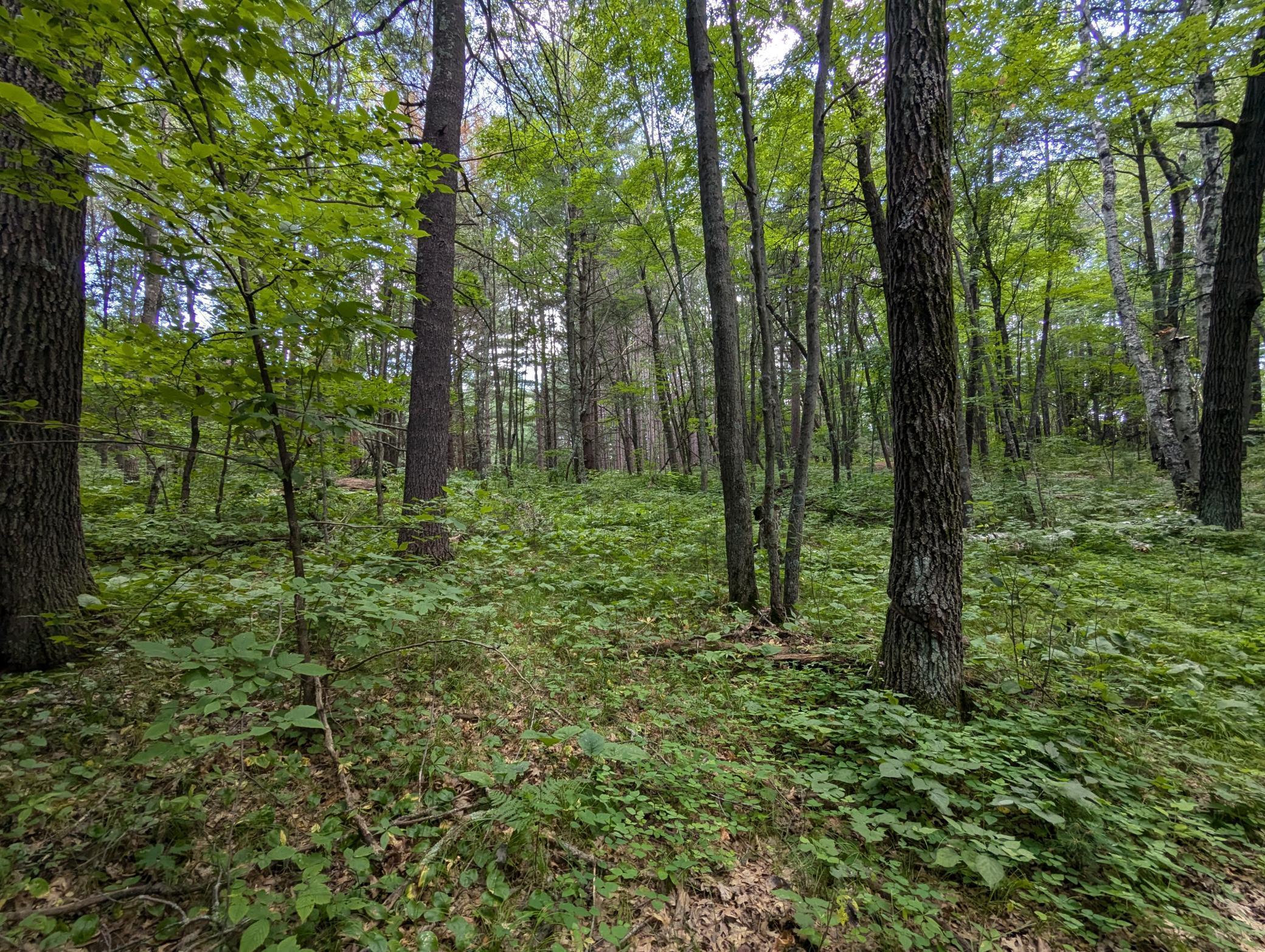 Lot 5 Fosmo, Webster, Wisconsin image 7